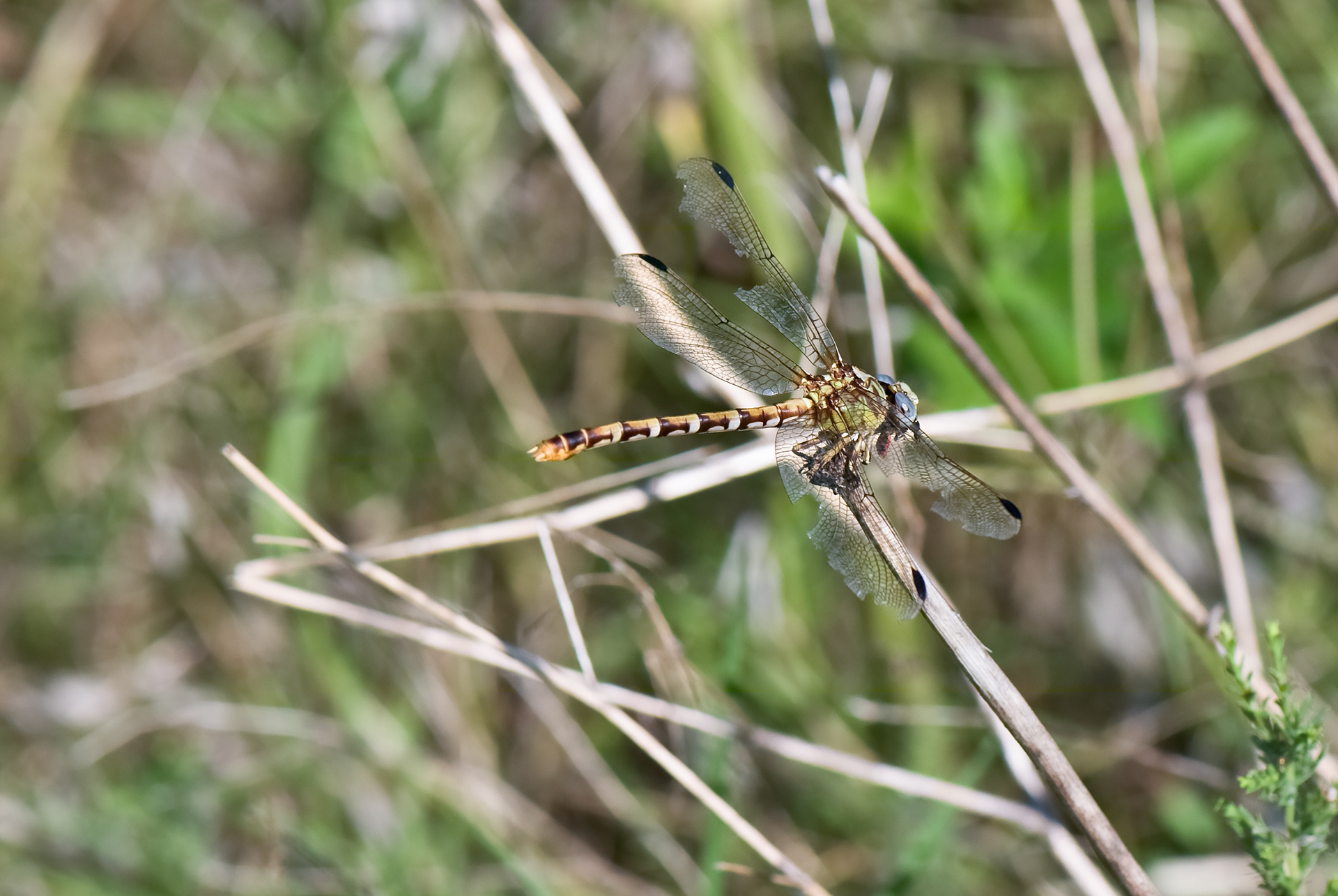Common Sanddragon (Progomphus obscurus)