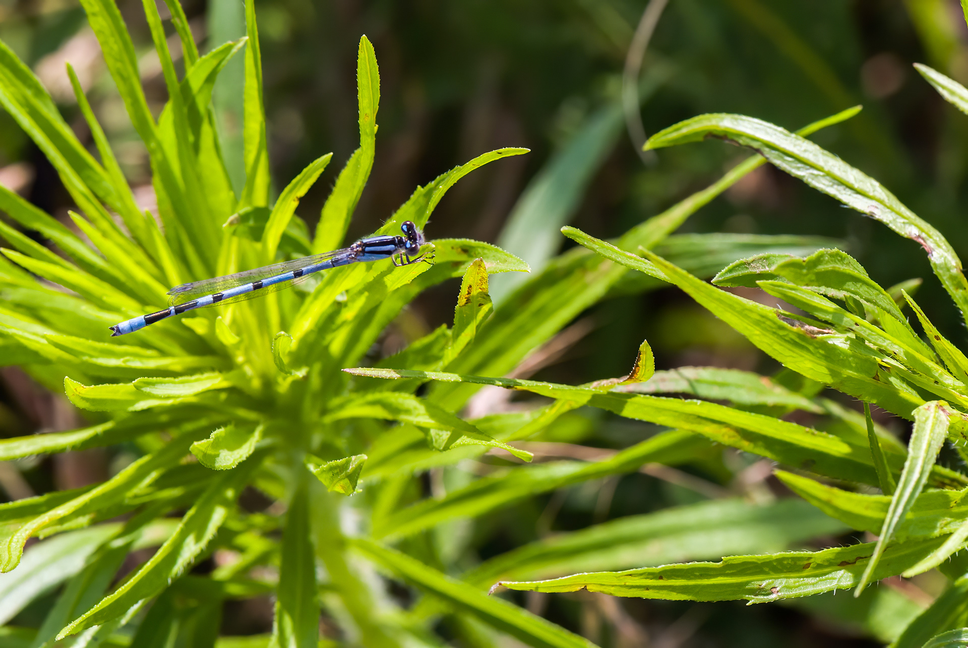 Seepage Dancer (Argia bipunctulata)