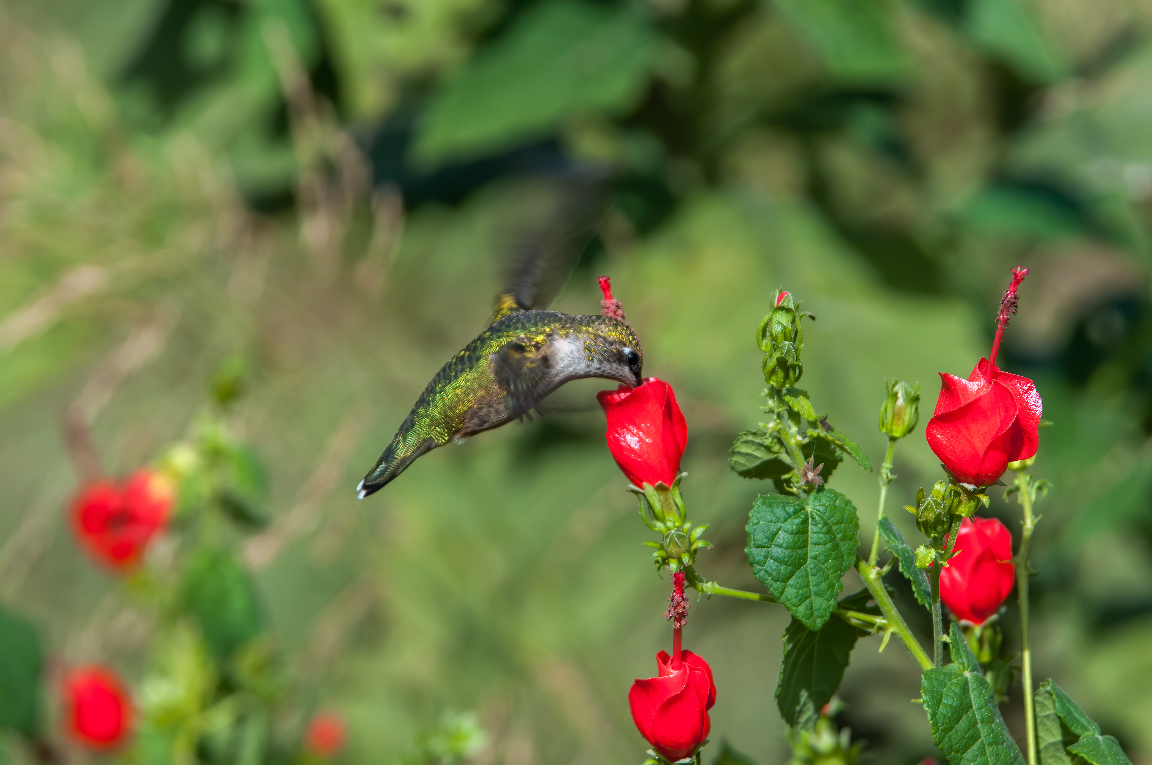 Ruby-throated Hummingbird - Female (Archilochus colubris))