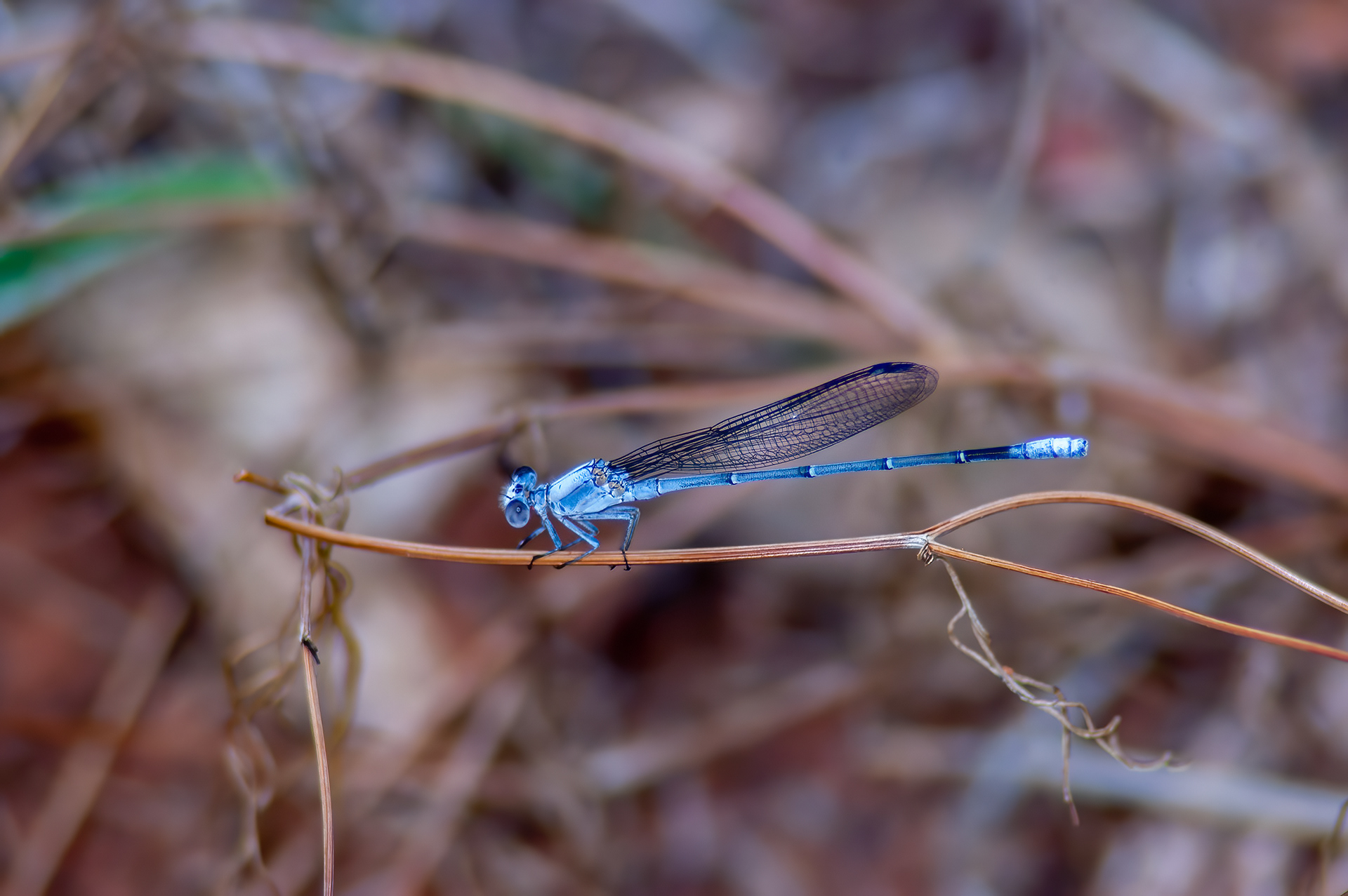 Powdered Dancer - Male (Argia moesta)