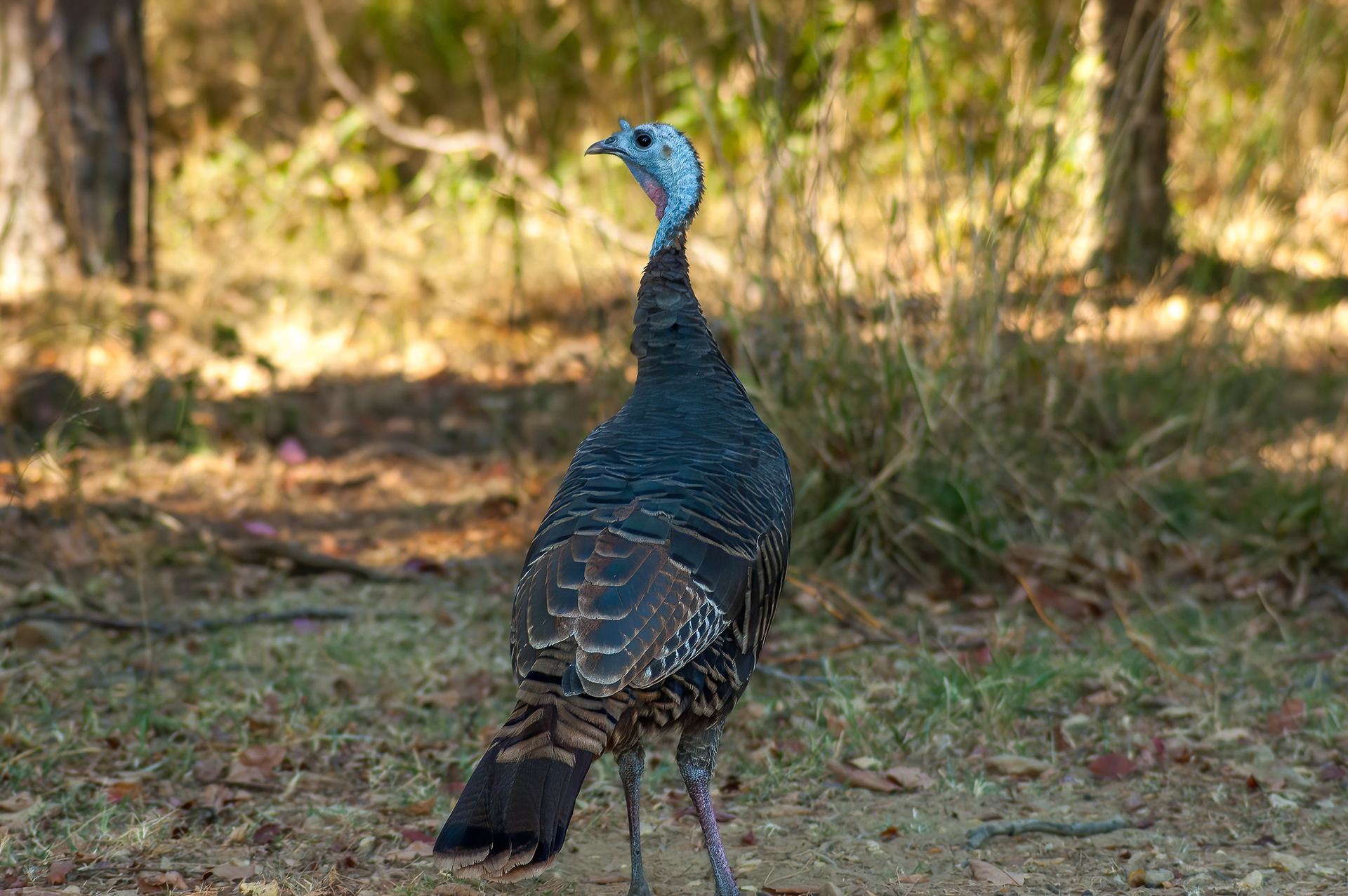 Wild Turkey (Meleagris gallopavo)