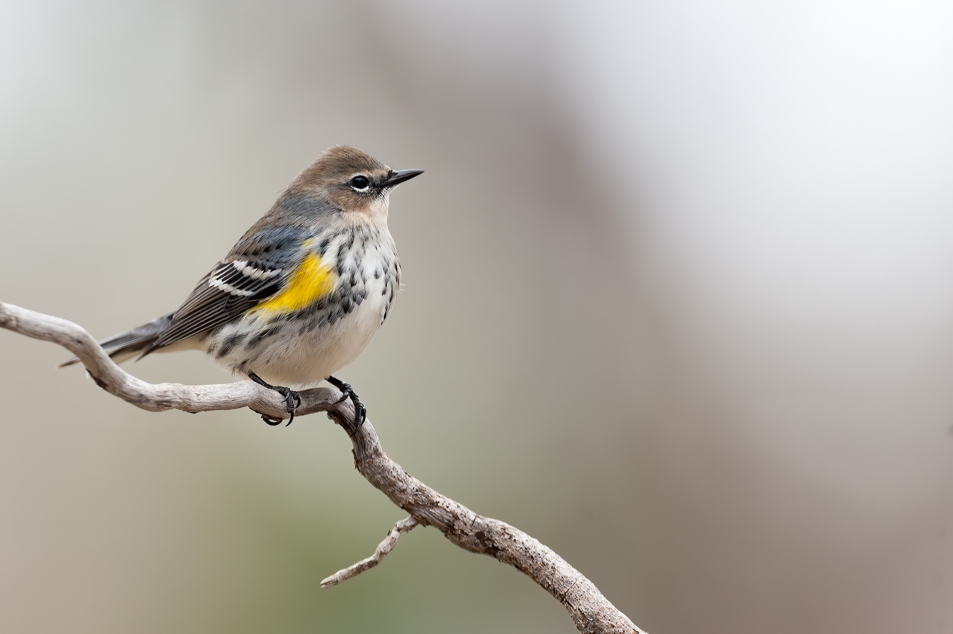 Yellow-rumped Warbler (Setophaga coronata)