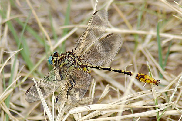 Sulphur-tipped Clubtail (Phanogomphus militaris) ODC Record #7309
