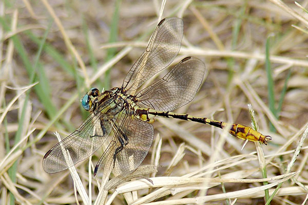 Flag-tailed Spinyleg (Dromogomphus spoliatus) ODC Record #7305