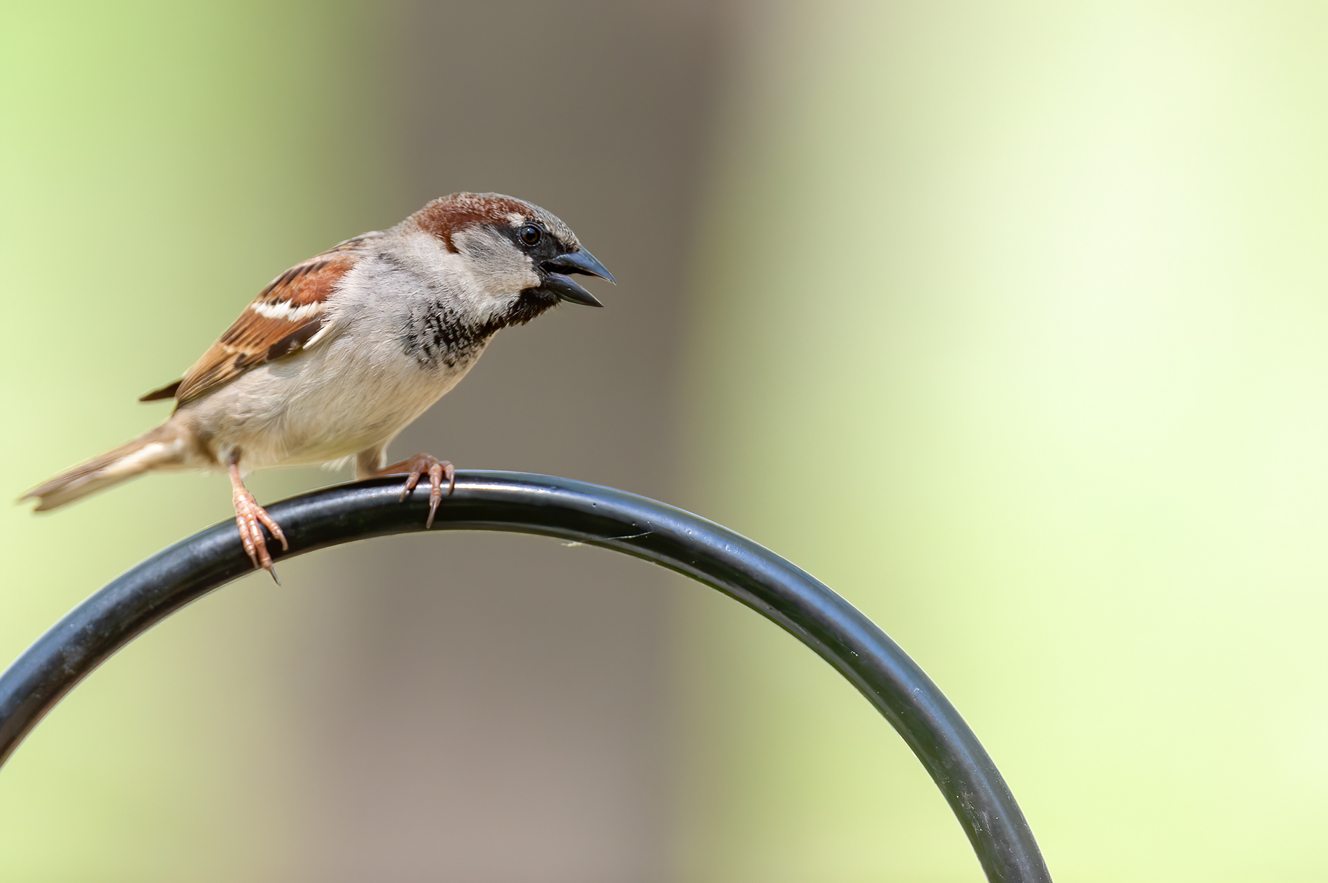 House Sparrow (Passer domesticus) - Male