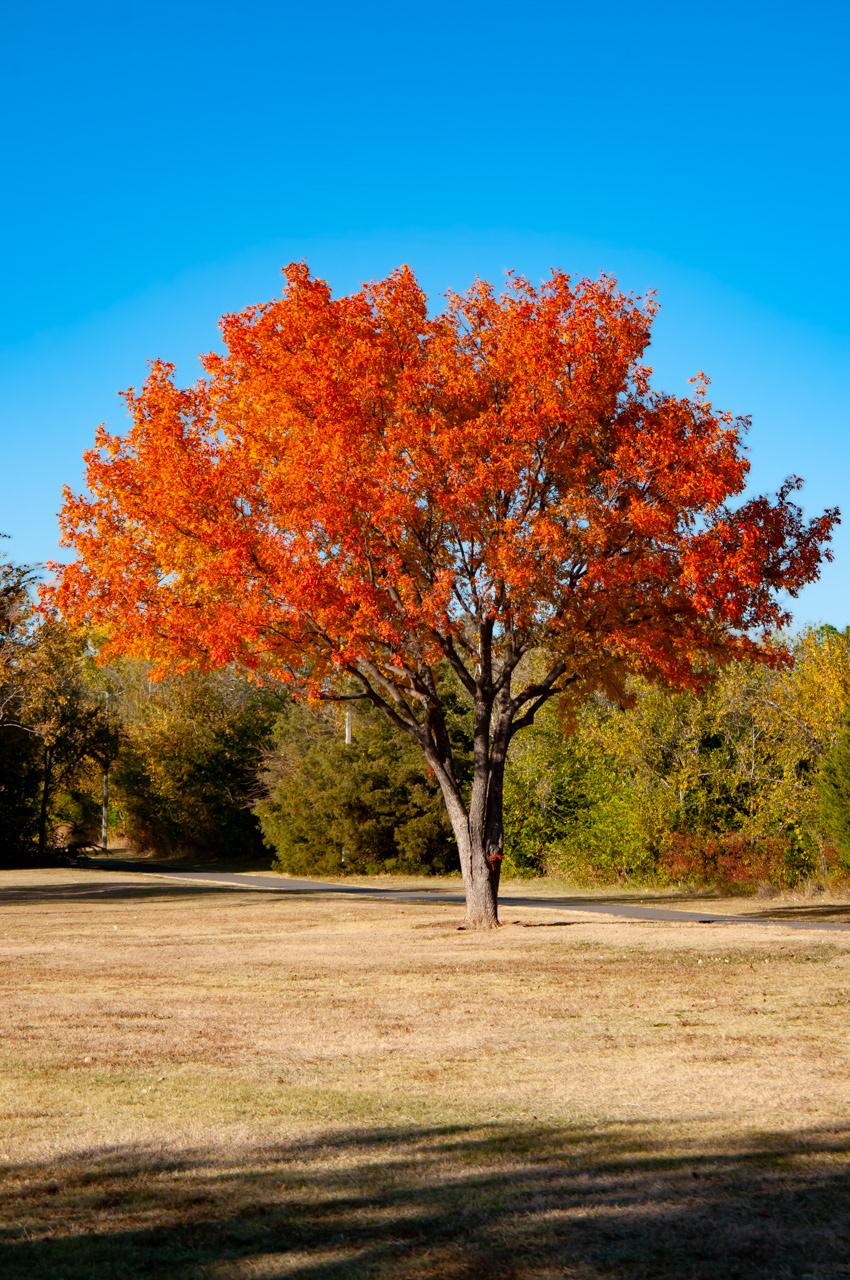 Bradford Pear Tree