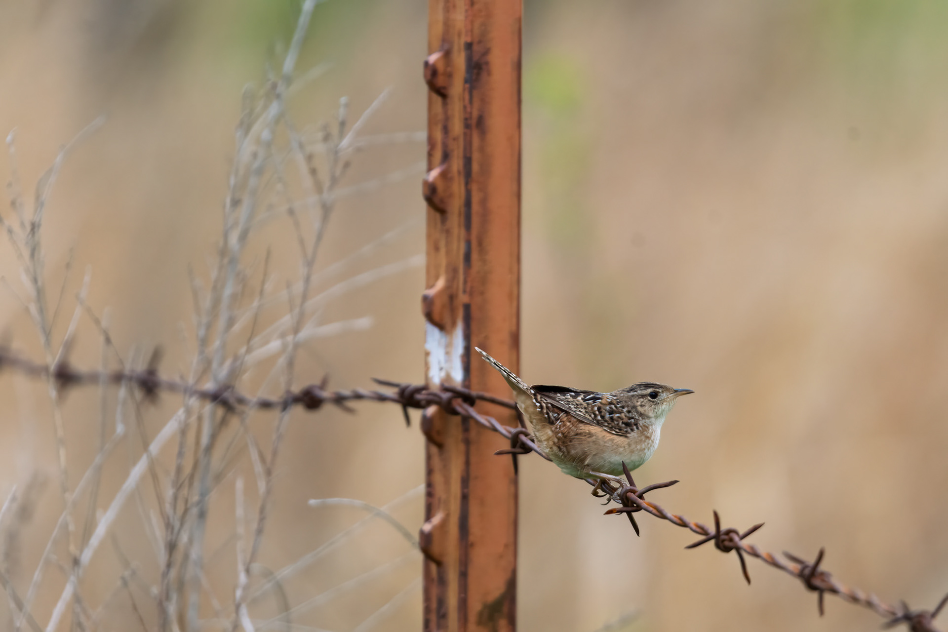 Marsh Wren (Cistothorus palustris)