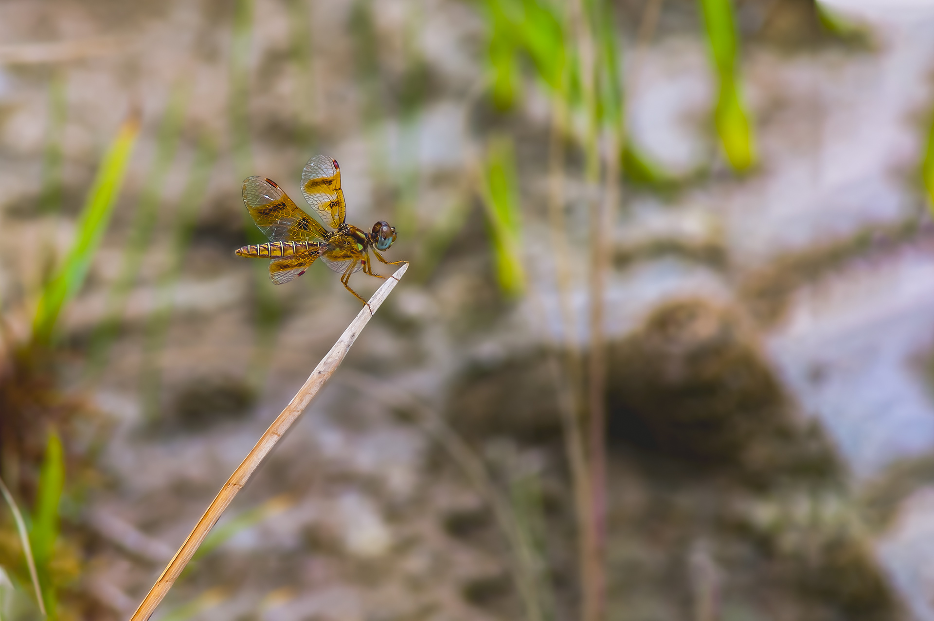 Eastern Amberwing (Perithemis tenera)