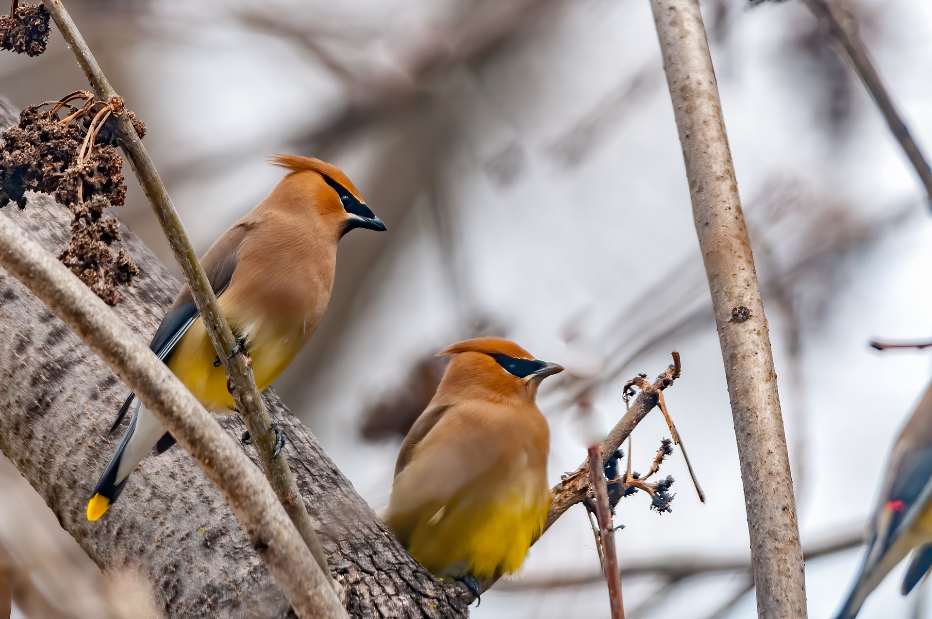 Cedar Waxwings (Bombycilla cedrorum)