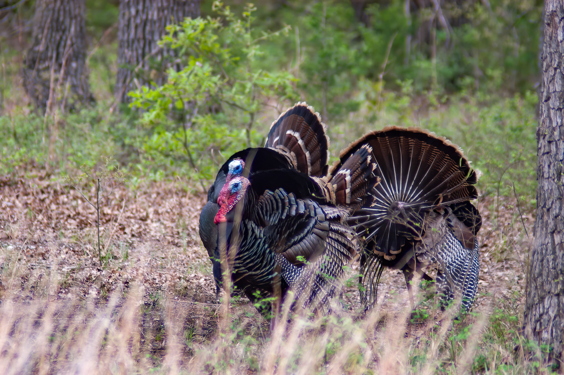 Wild Turkey (Meleagris gallopavo)