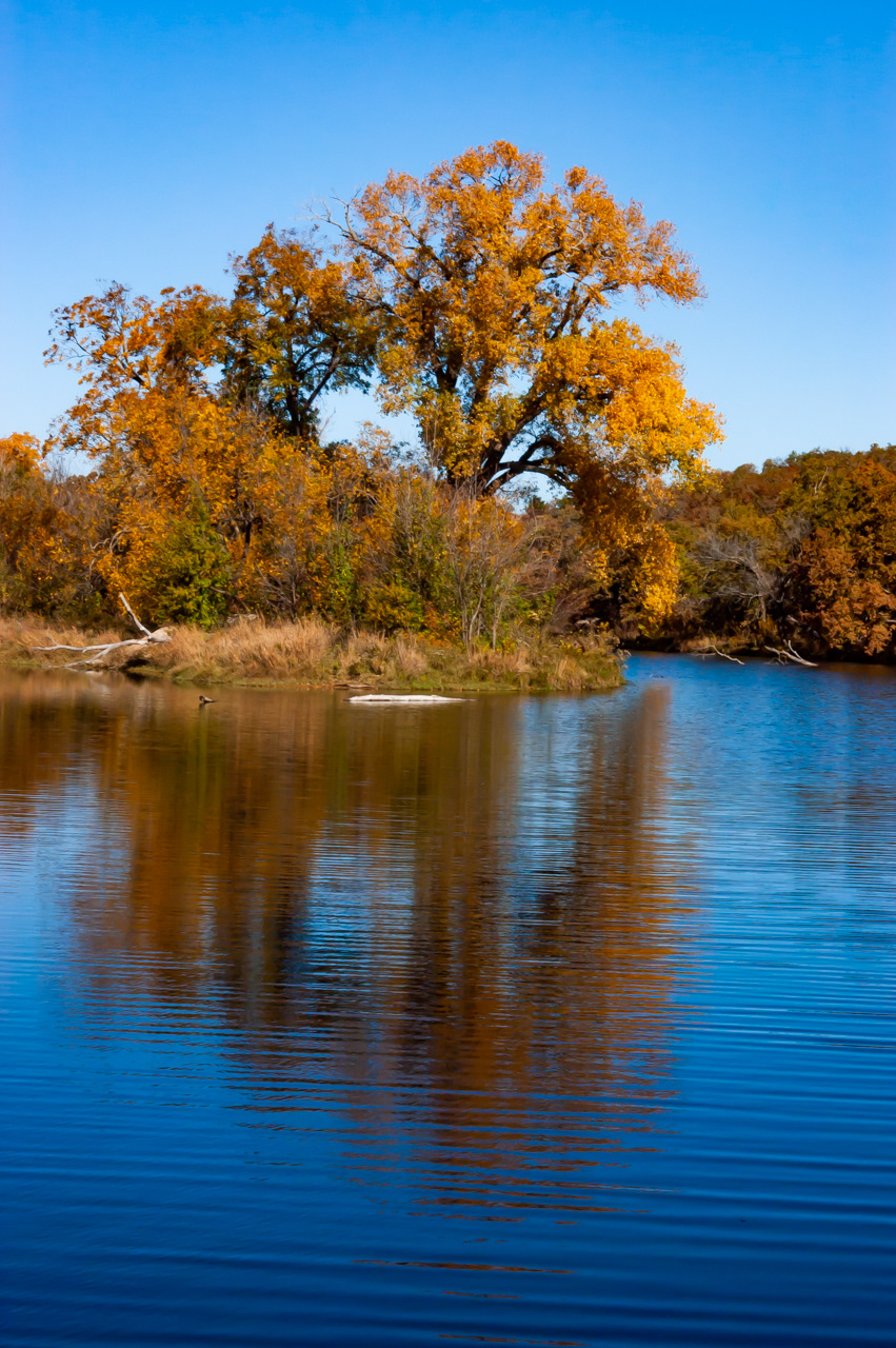 Fall Cottonwood Tree Wichita Mountains National Wildlife Refuge