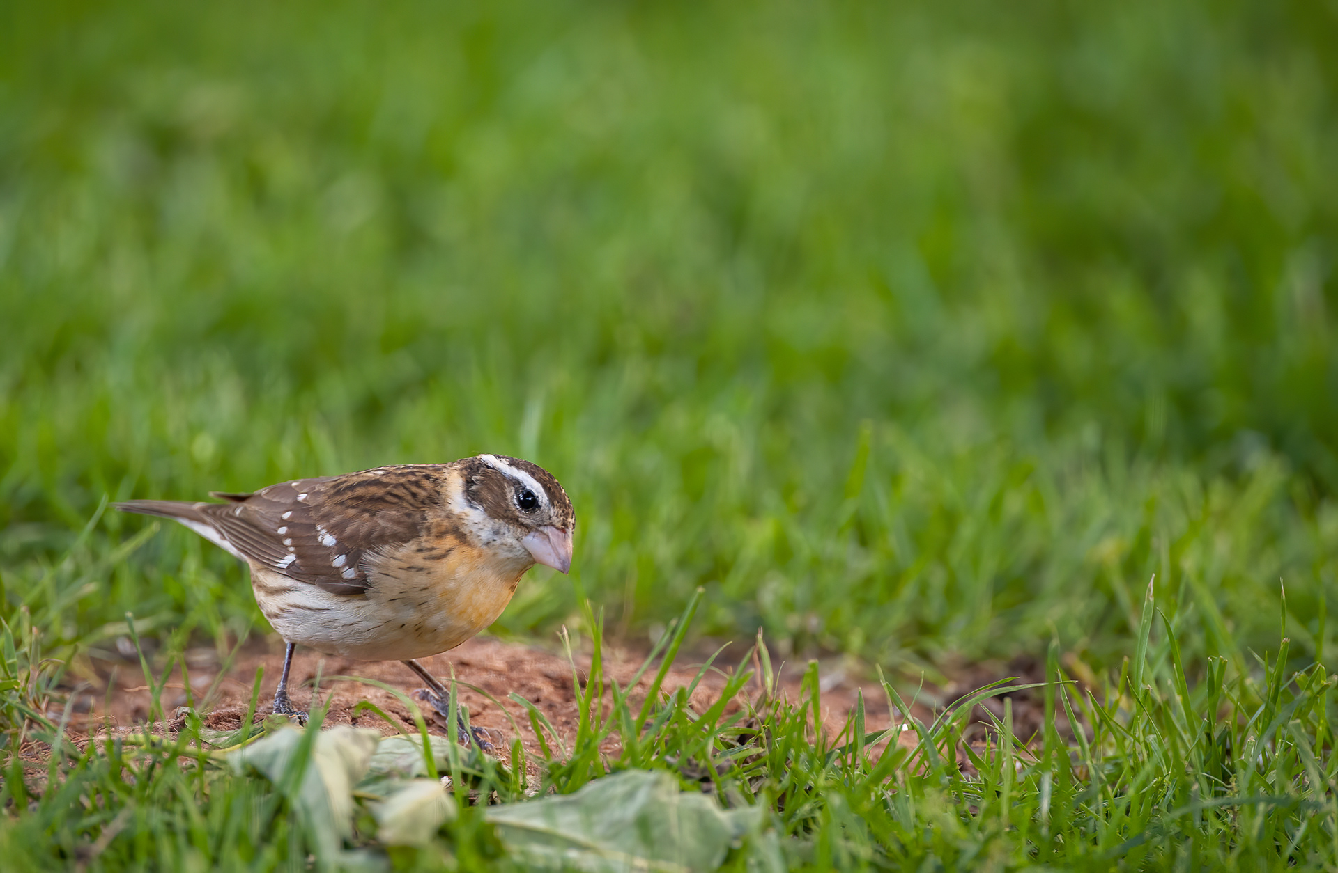 Rose-breasted Grosbeak - Female (Pheucticus ludovicianus)
