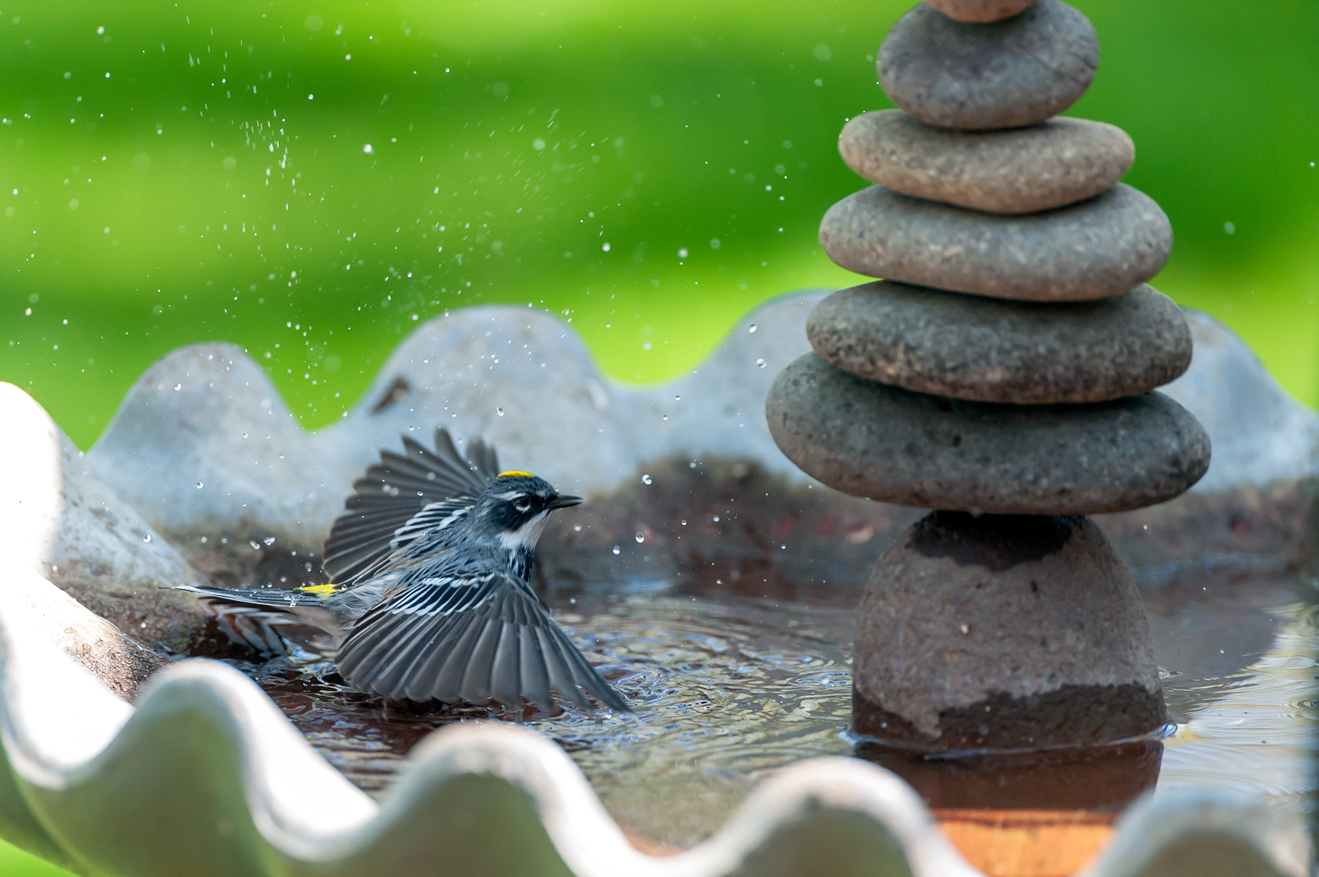 Yellow-rumped Warbler (Setophaga coronata)