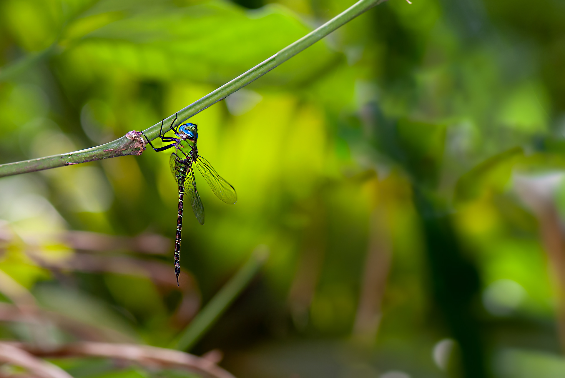 Blue-faced Darner (Coryphaeschna adnex)