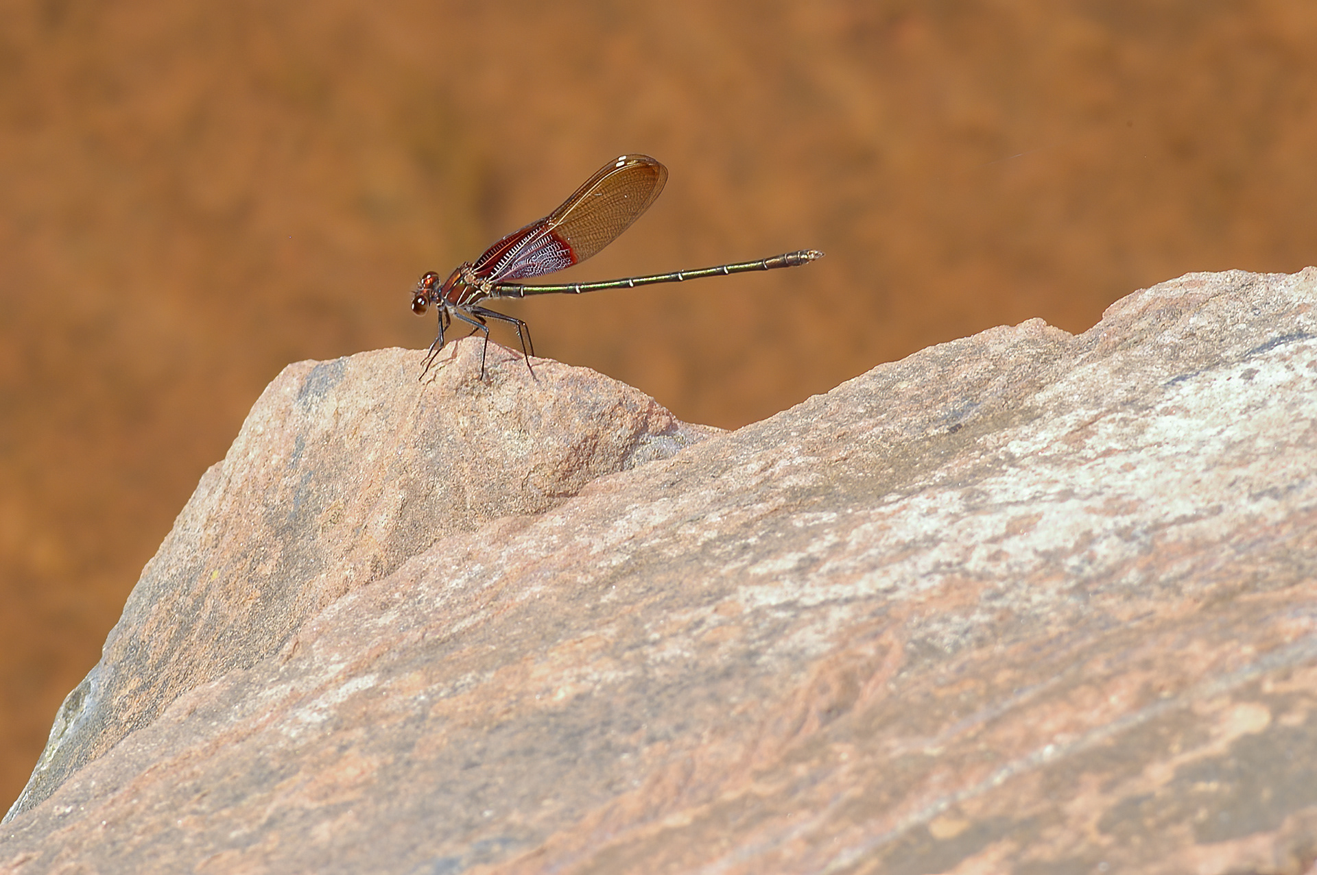 American Rubyspot (Hetaerina americana)
