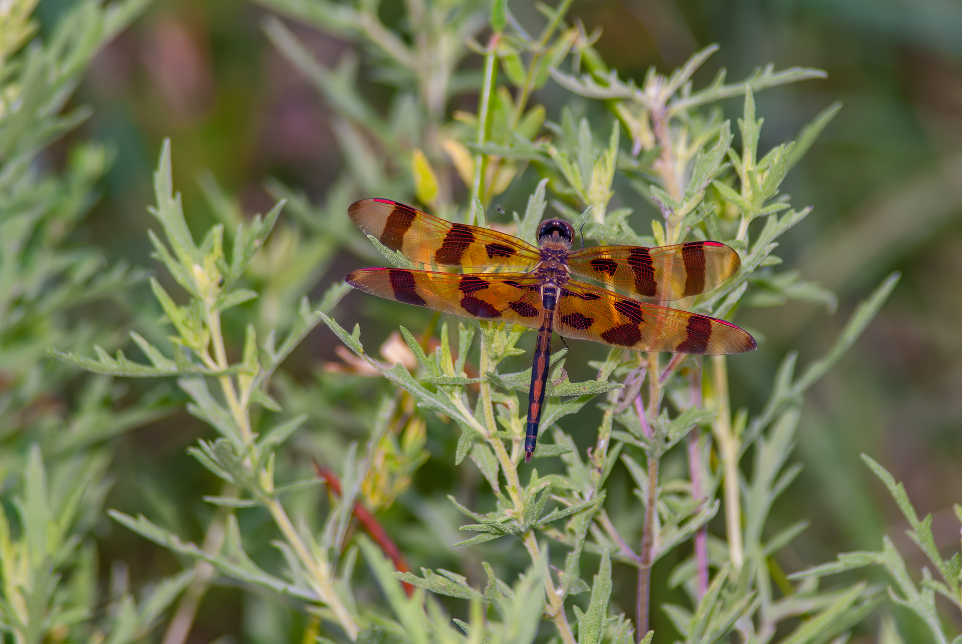 Halloween Pennant  (Celithemis eponina)