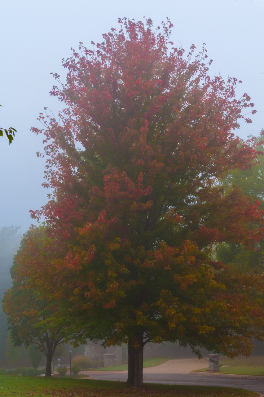 Foggy Fall Maple TreeFoggy Fall Maple Tree