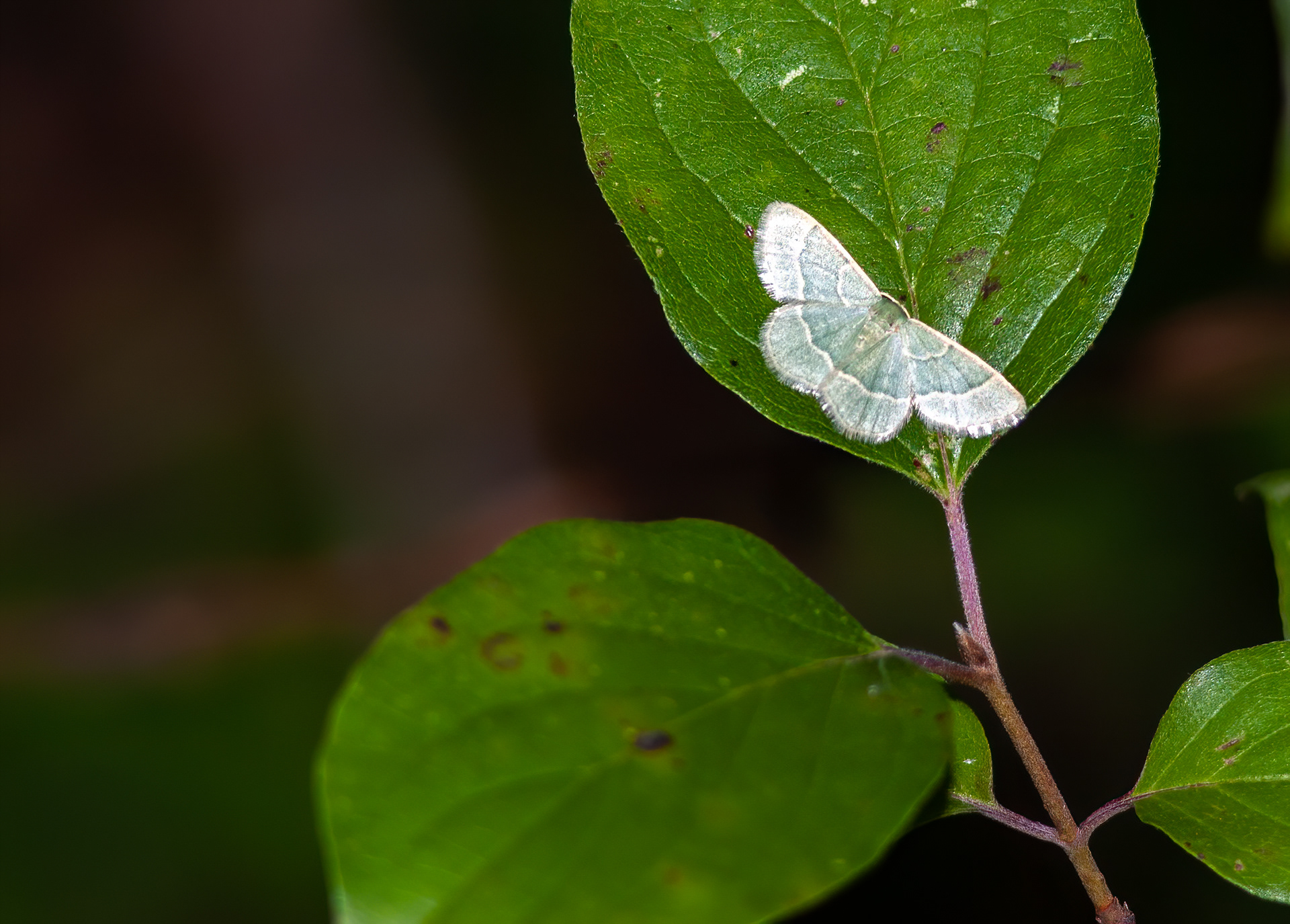 Wavy-lined Emerald Moth (Synchlora aerata)