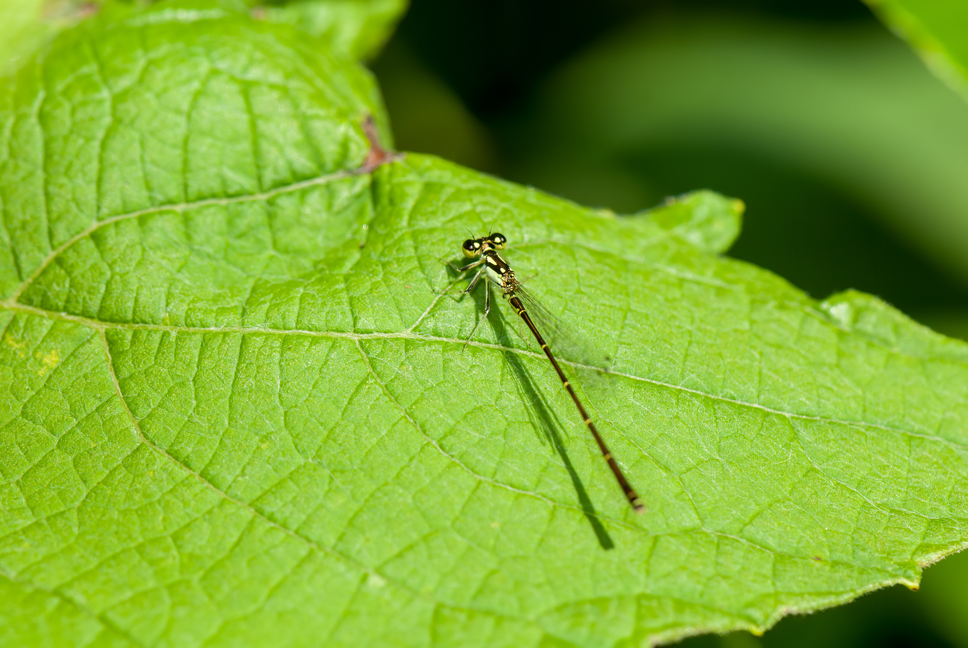 Fragile Forktail (Ischnura posita)