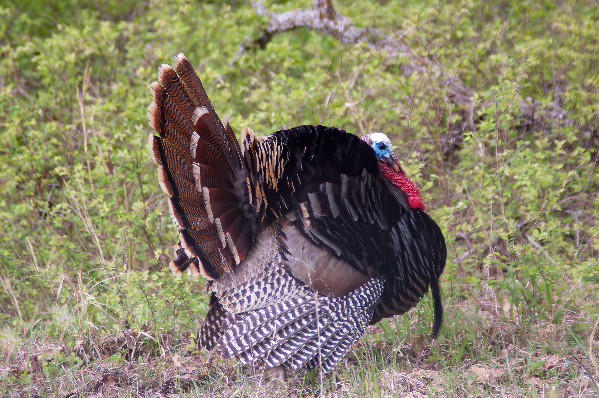 Wild Turkey (Meleagris gallopavo)