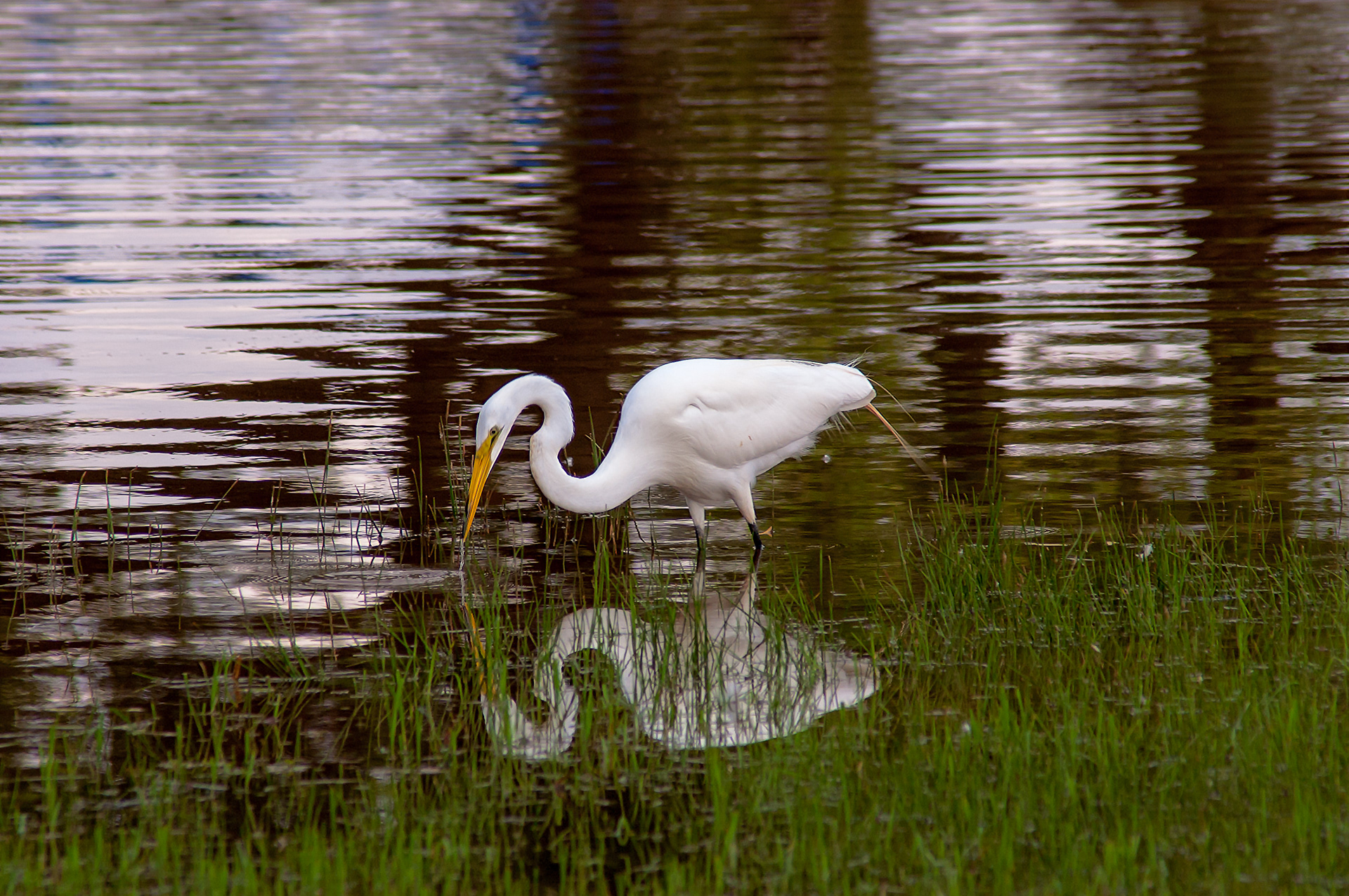 Great Egret (Ardea alba)