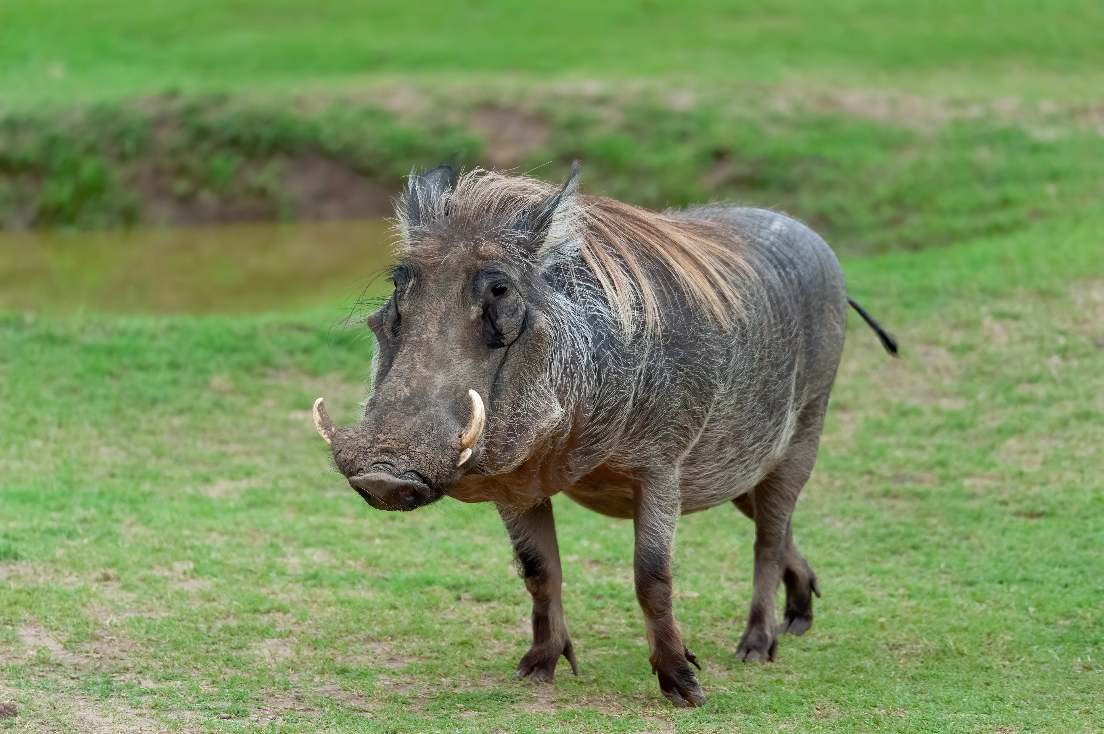 Wart Hog
