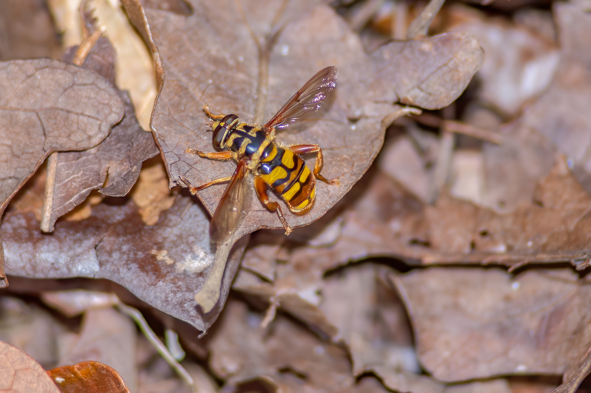Yellow Jacket Fly (Milesia virginiensis)