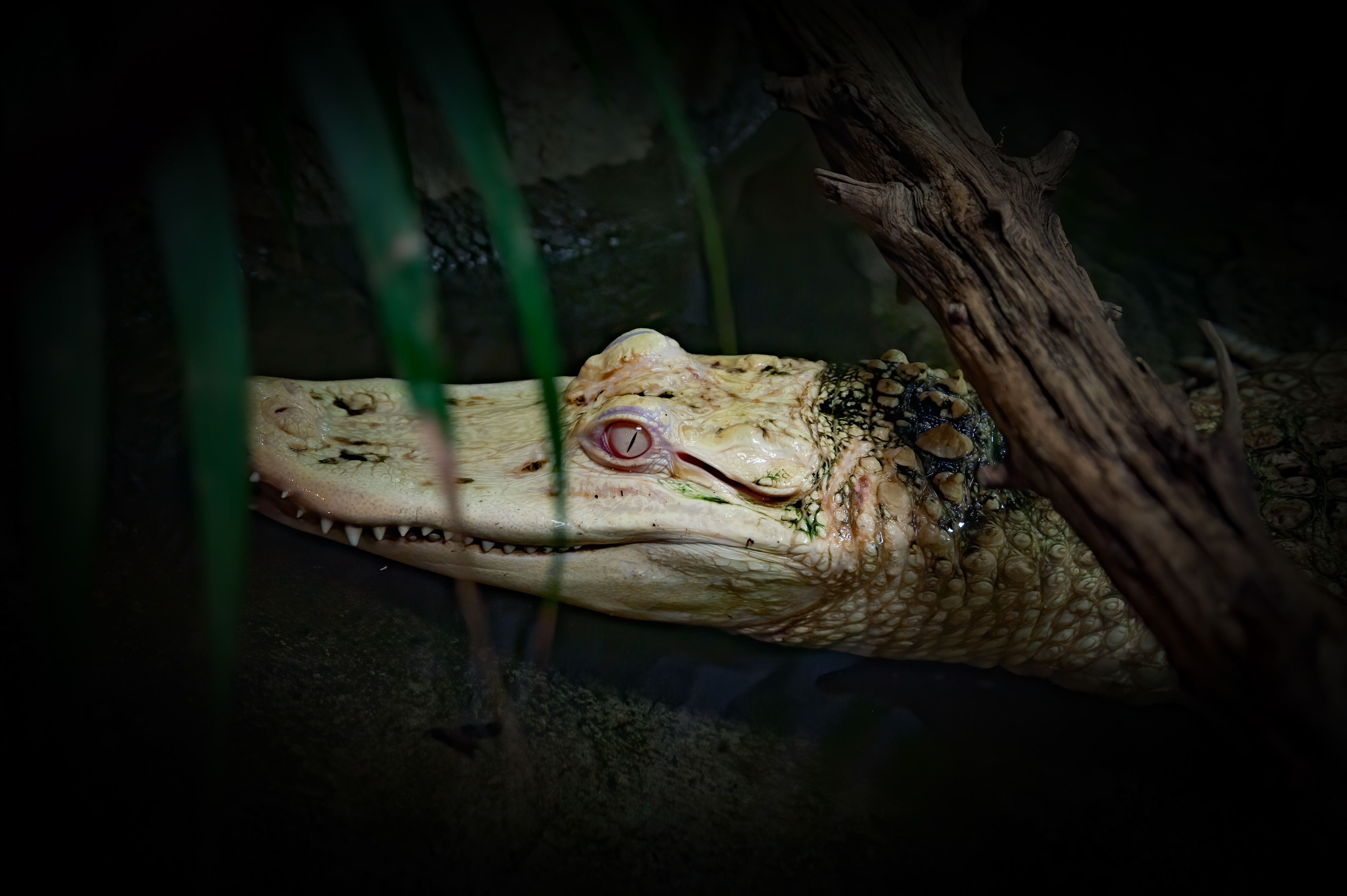 Albino Alligator