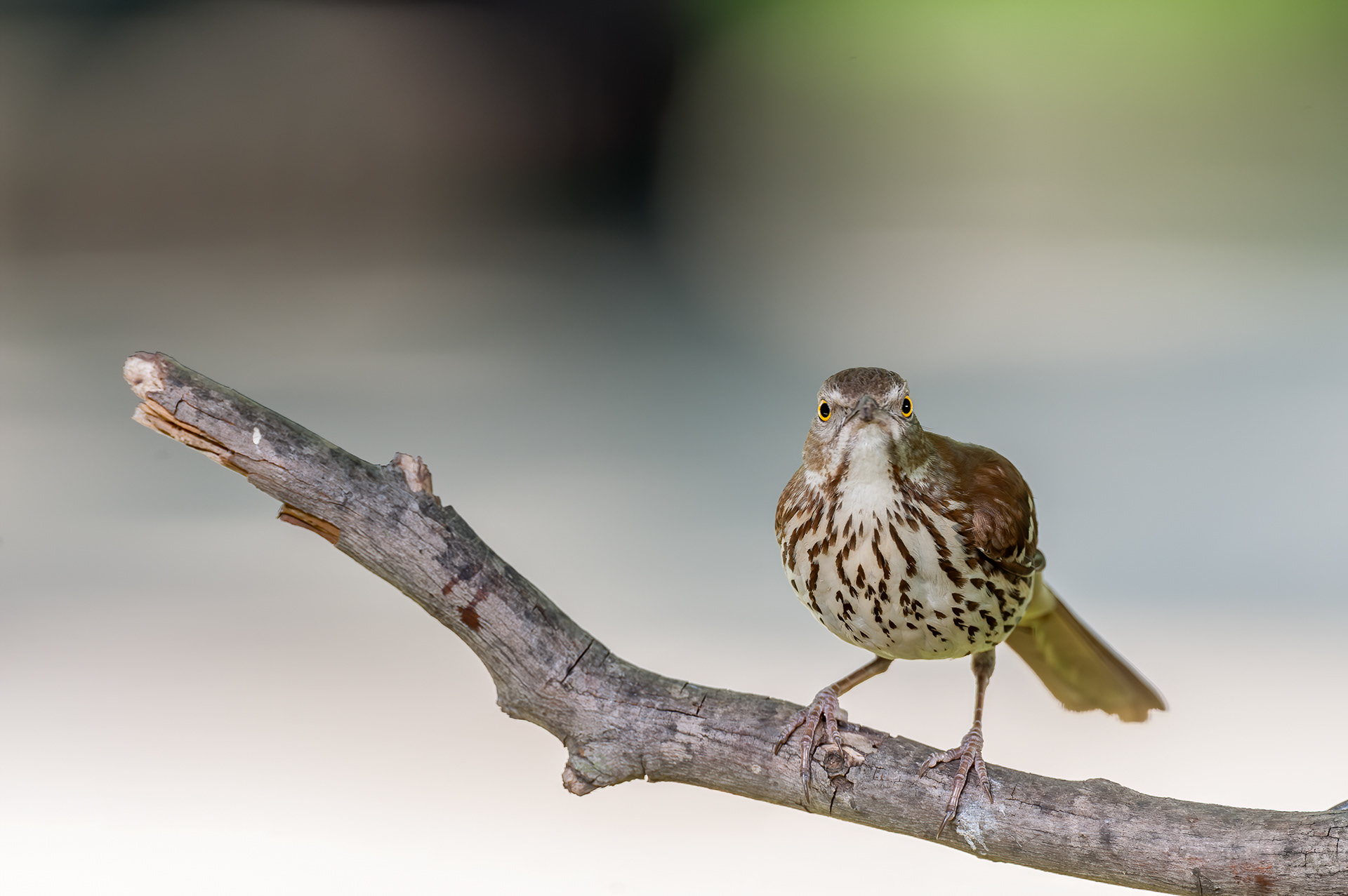 Brown Thrasher