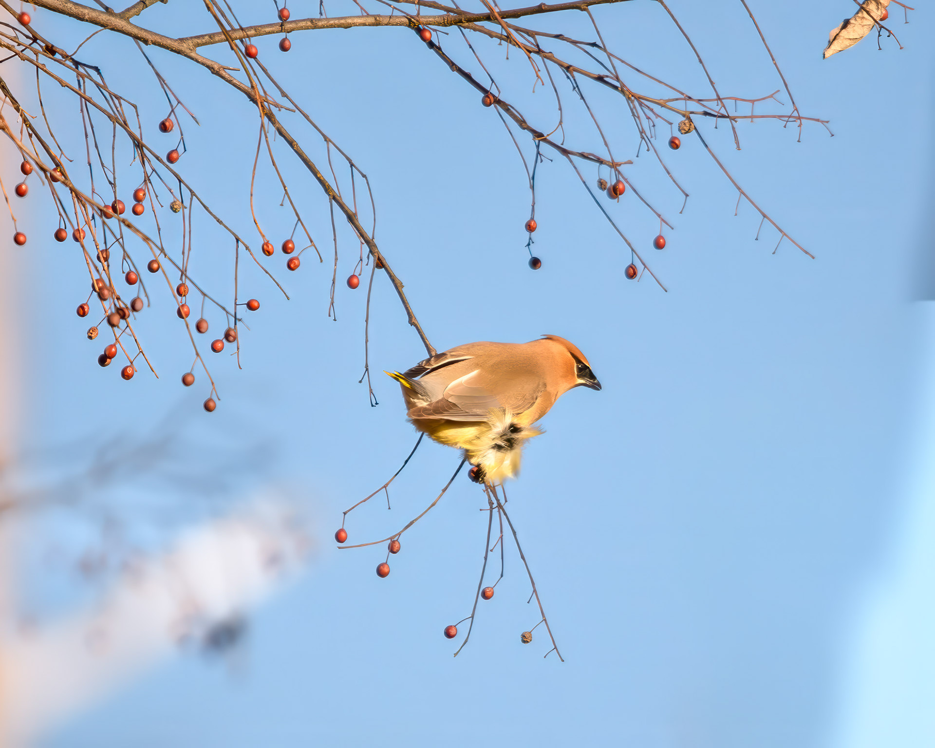 Cedar Waxwing (Bombycilla cedrorum)