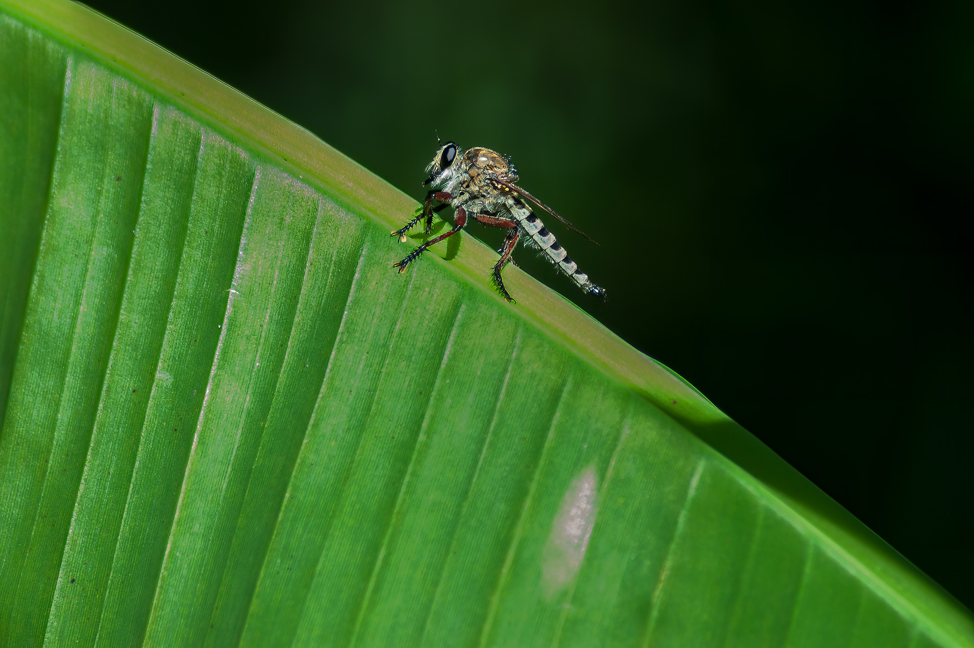 Robber Fly