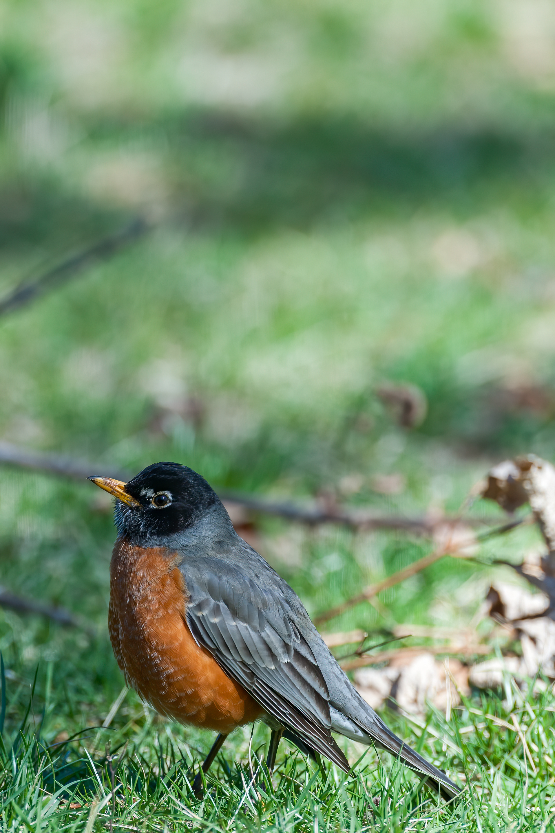 American Robin - Male