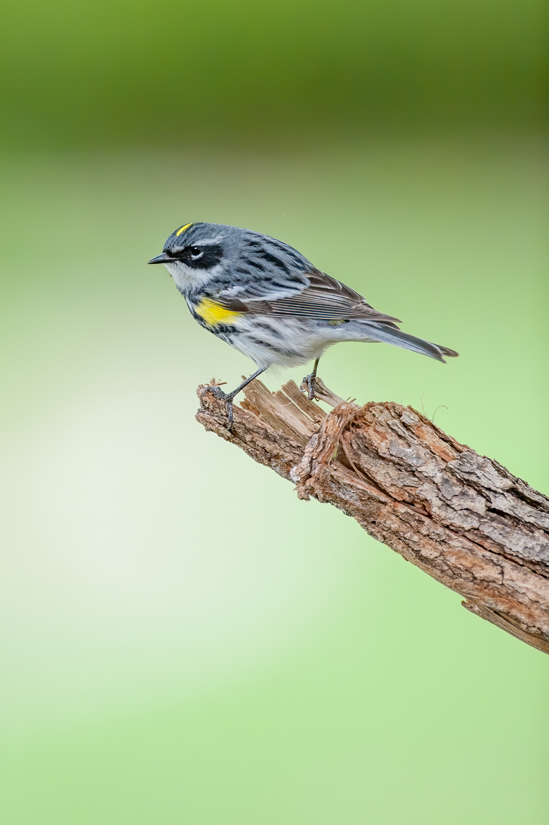 Yellow-rumped Warbler (Setophaga coronata)