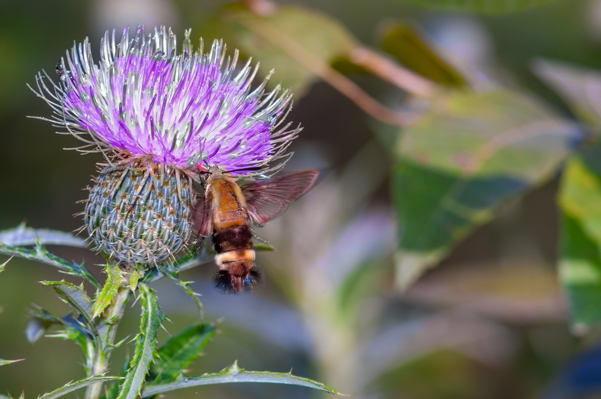 Snowberry Clearwing Moth (Hemaris diffinis)