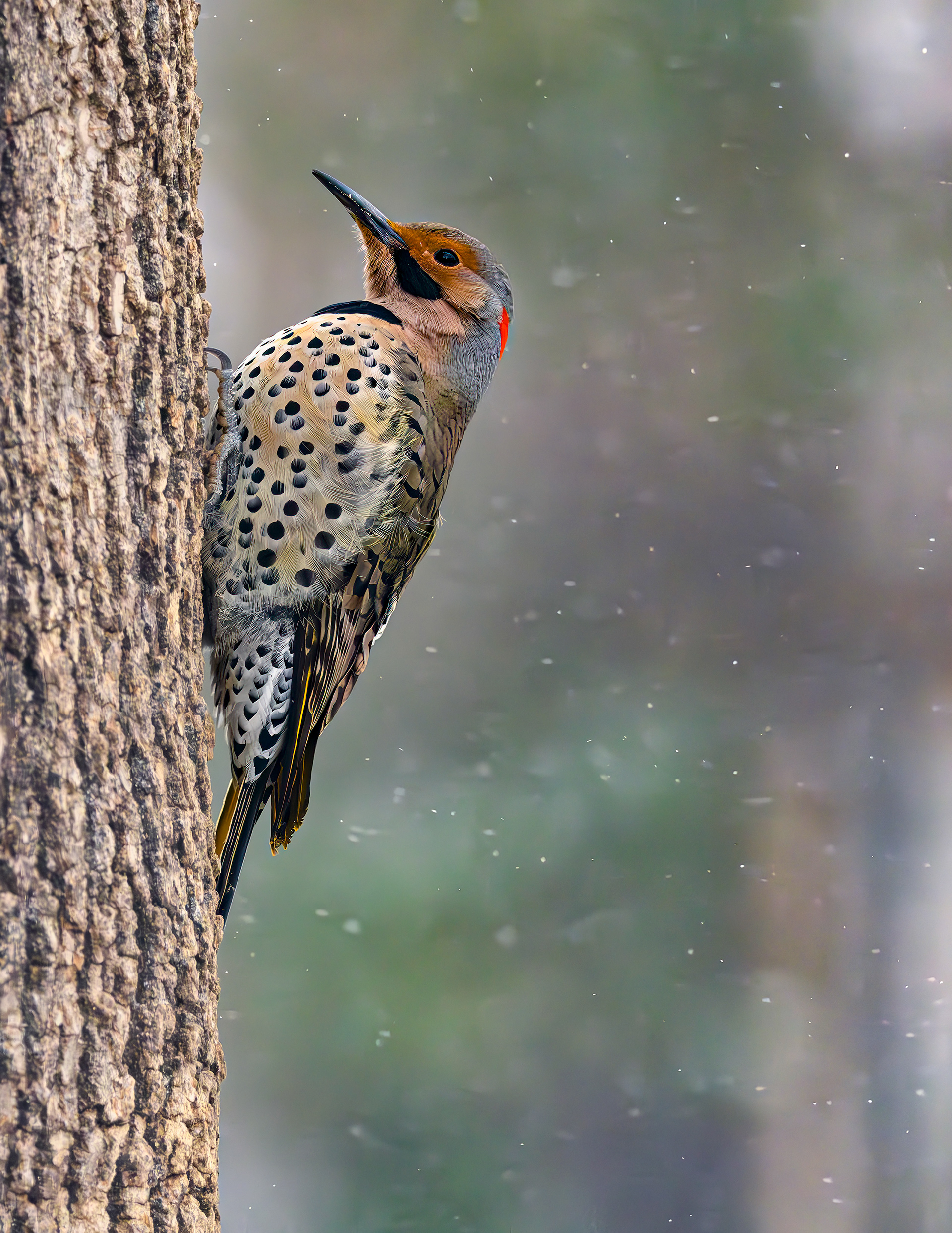 Yellow=shafted Flicker (Colaptes auratus)