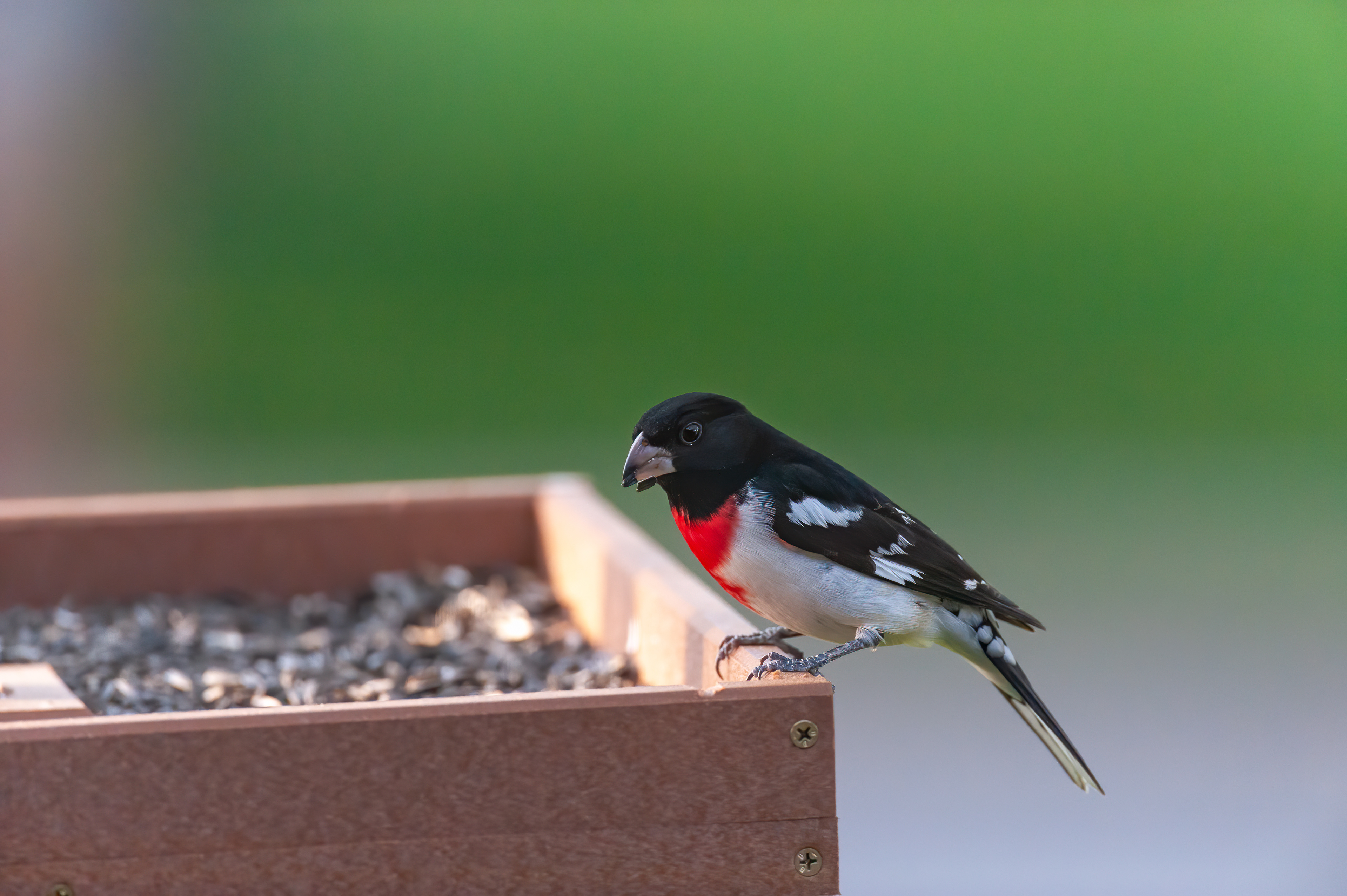 Rose-breasted Grosbeak - Male (Pheucticus ludovicianus)
