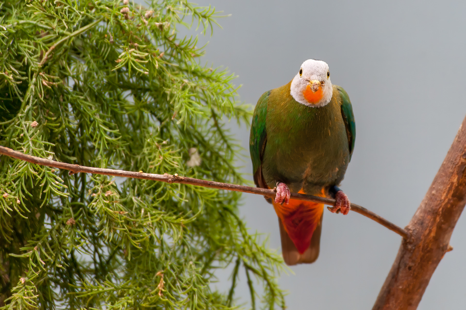 Black-naped Fruit Dove