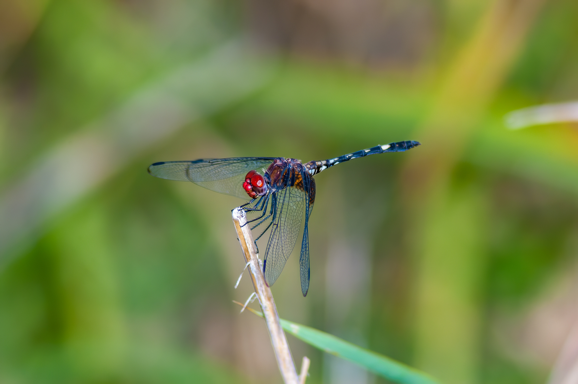 Checkered Setwing (Dythemis fugax)