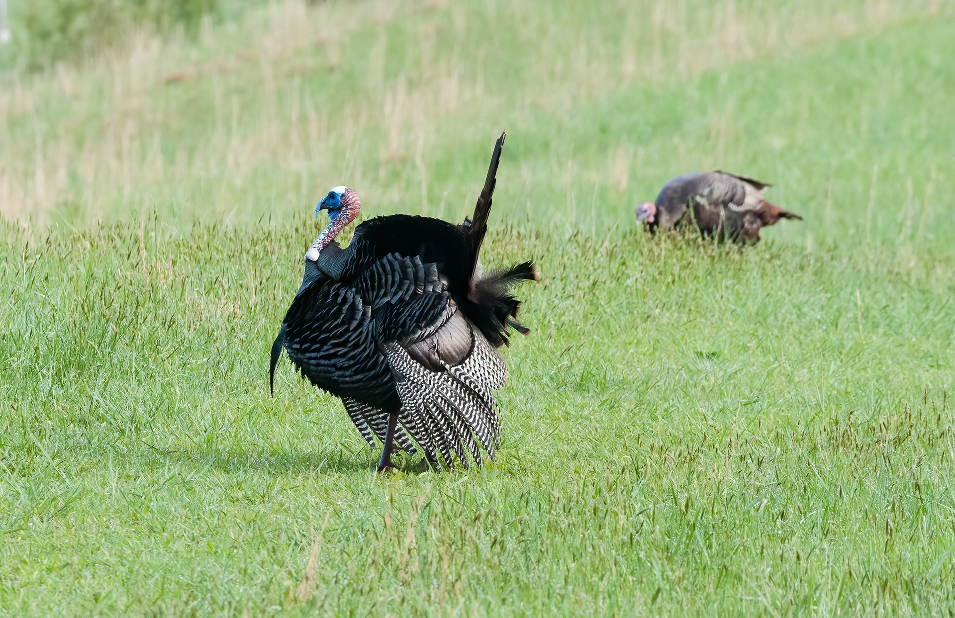 Wild Turkey (Meleagris gallopavo)