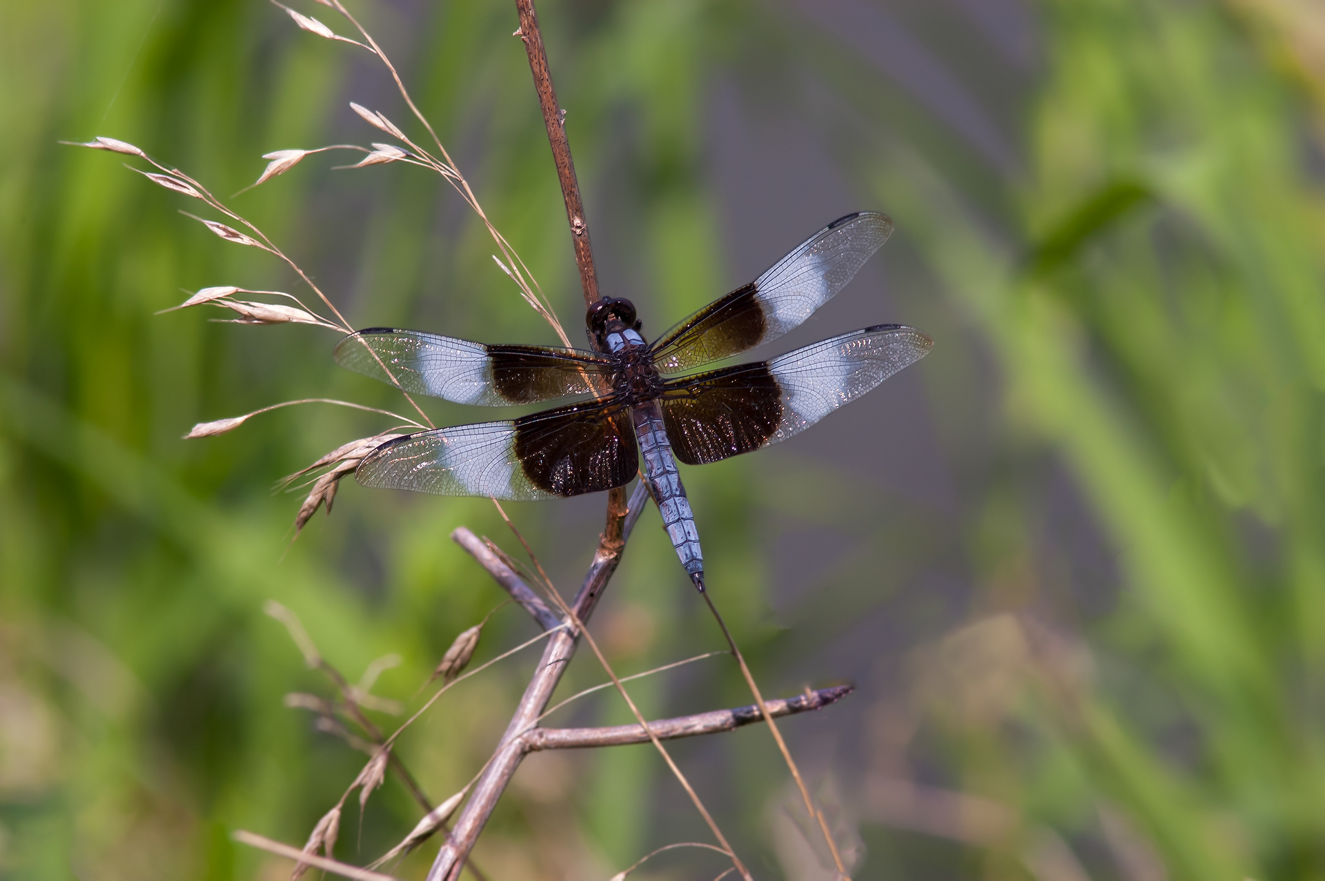 Widow Skimmer - Male (Libellula luctuosa)