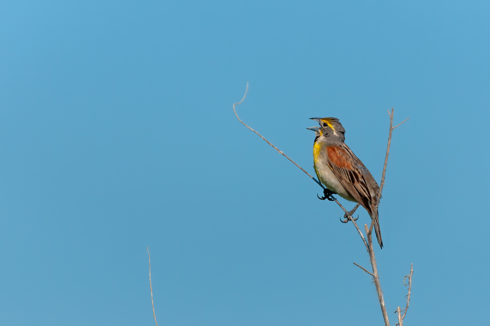 Dickcissel -Male