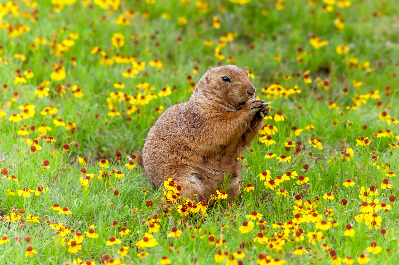 Black-tailed Prairie Dog in the Wichita Mountains National Wildlife Refuge