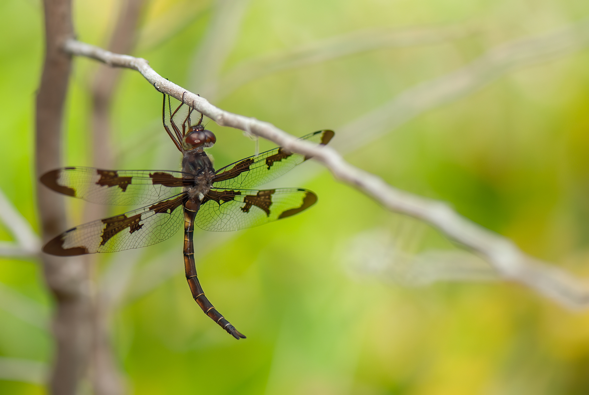 Prince Baskettail (Epitheca princeps)