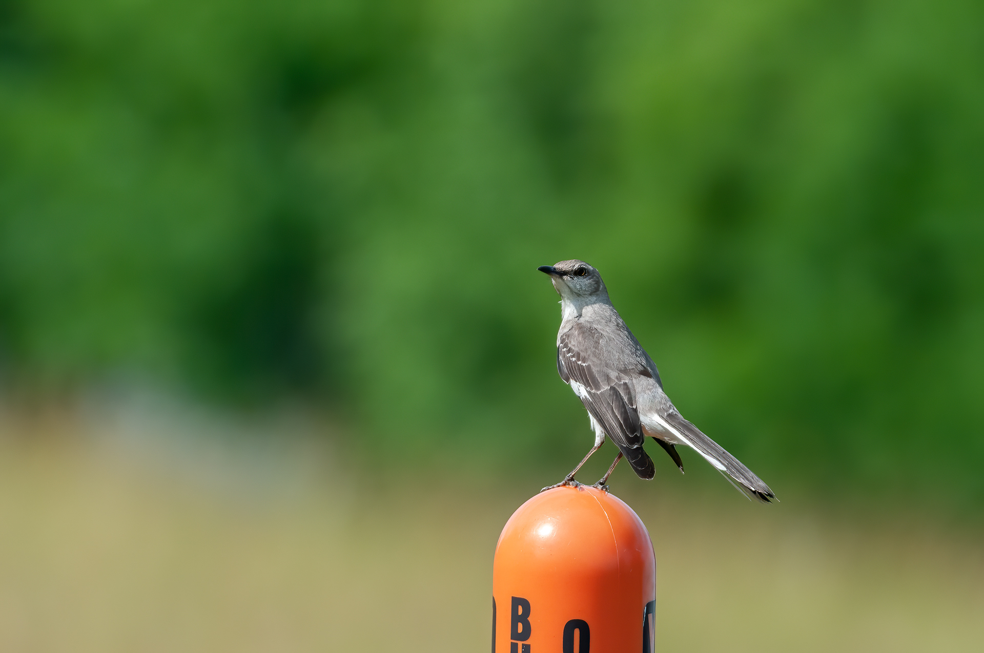 Northern Mockingbird