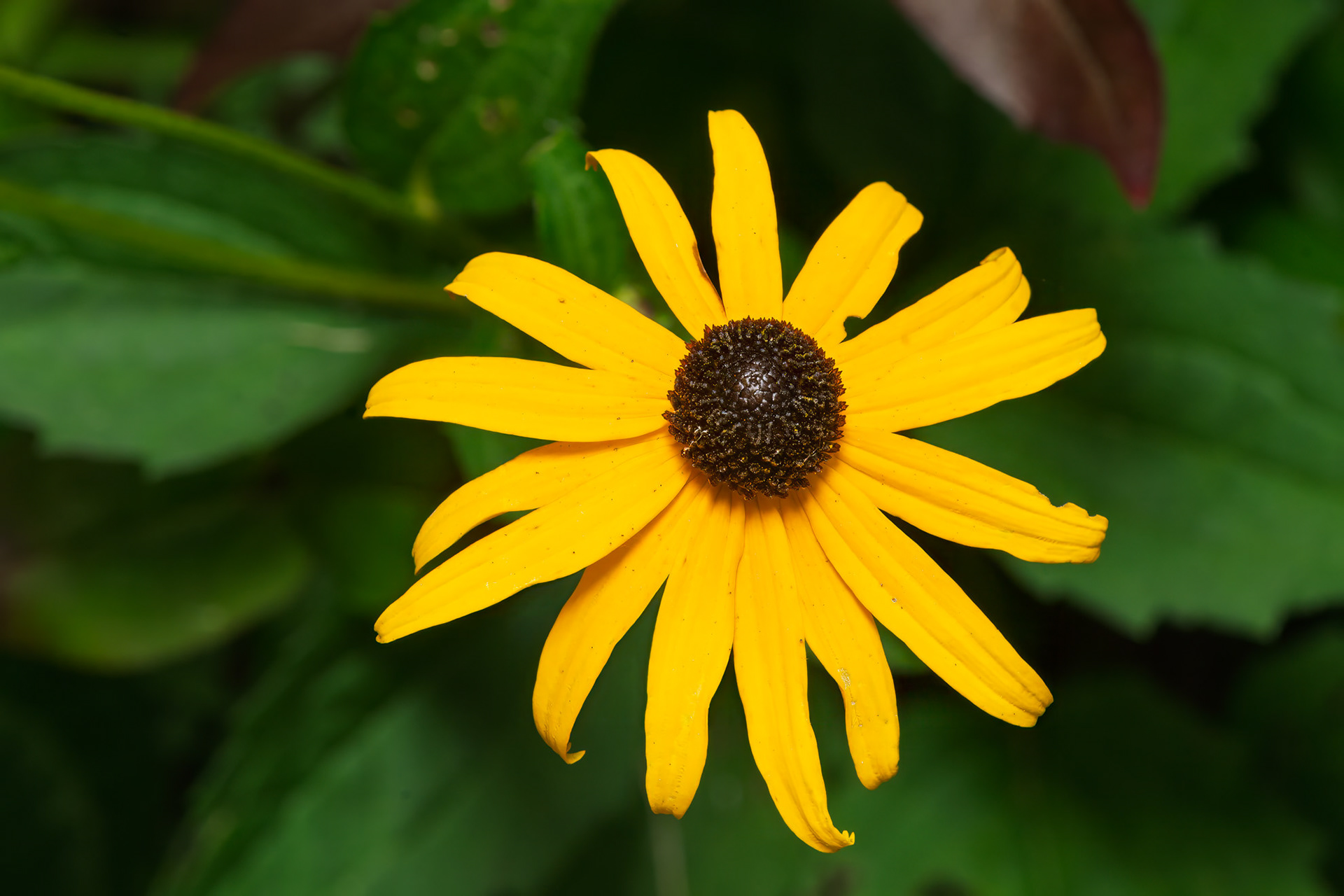 Yellow Coneflower (Echinacea paradoxa)