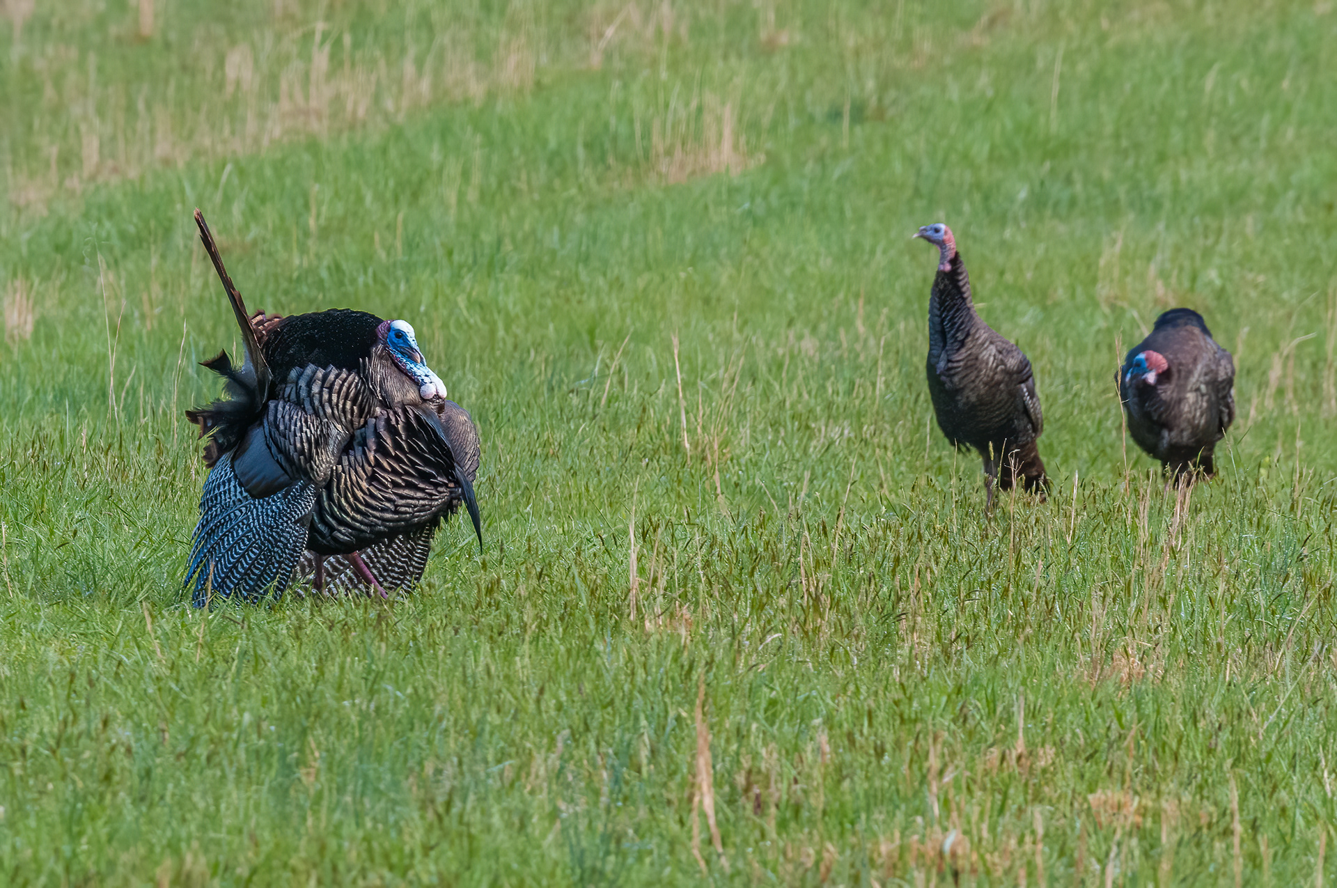 Wild Turkey (Meleagris gallopavo)