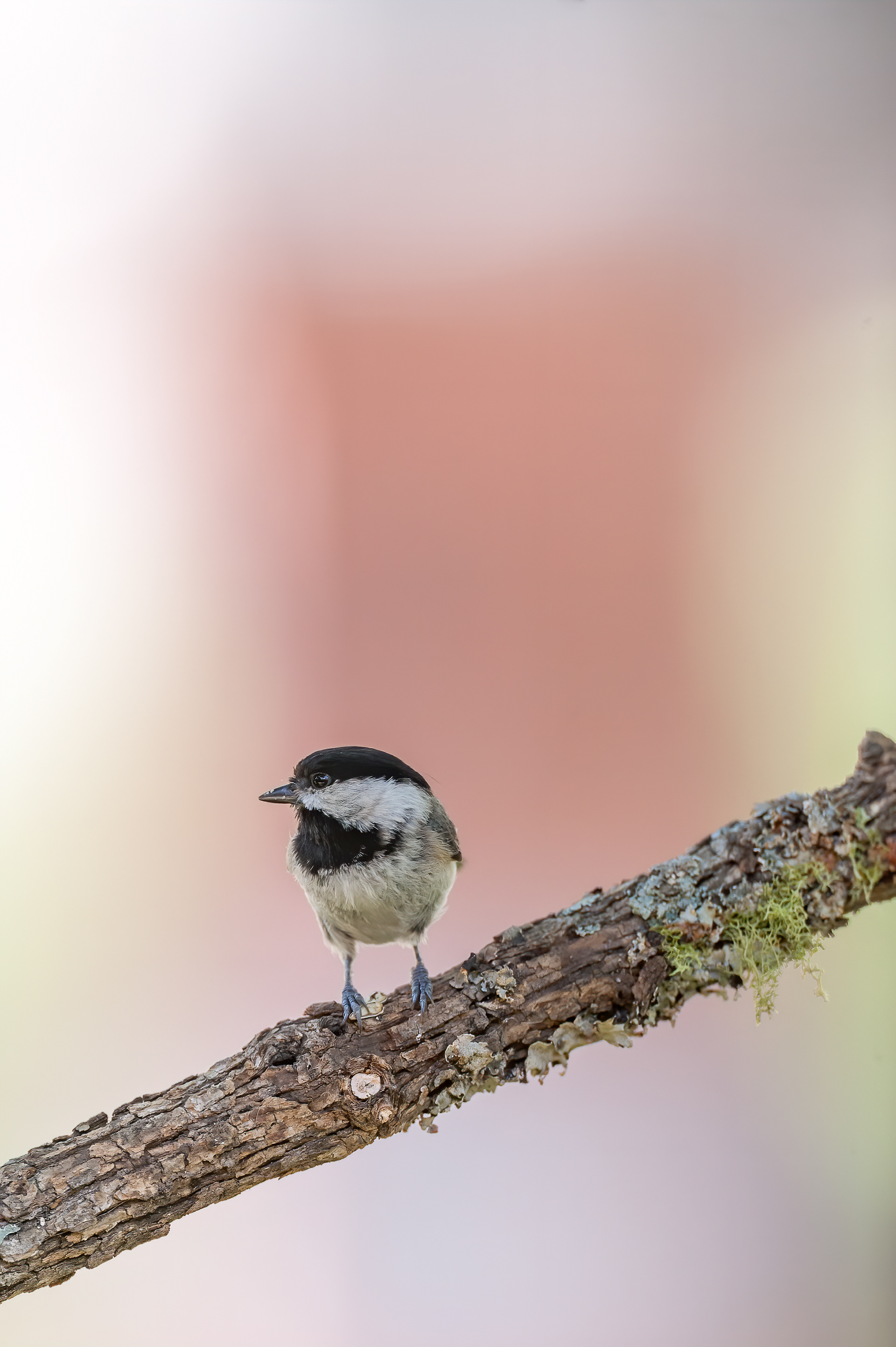 Carolina Chickadee