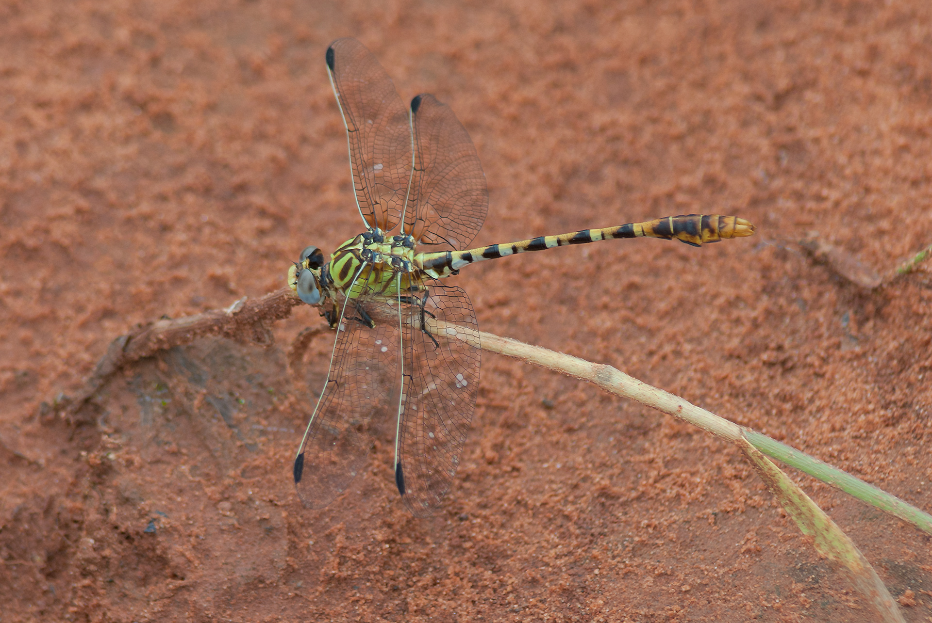 Eastern Ringtail (Erpetogomphus designatus)