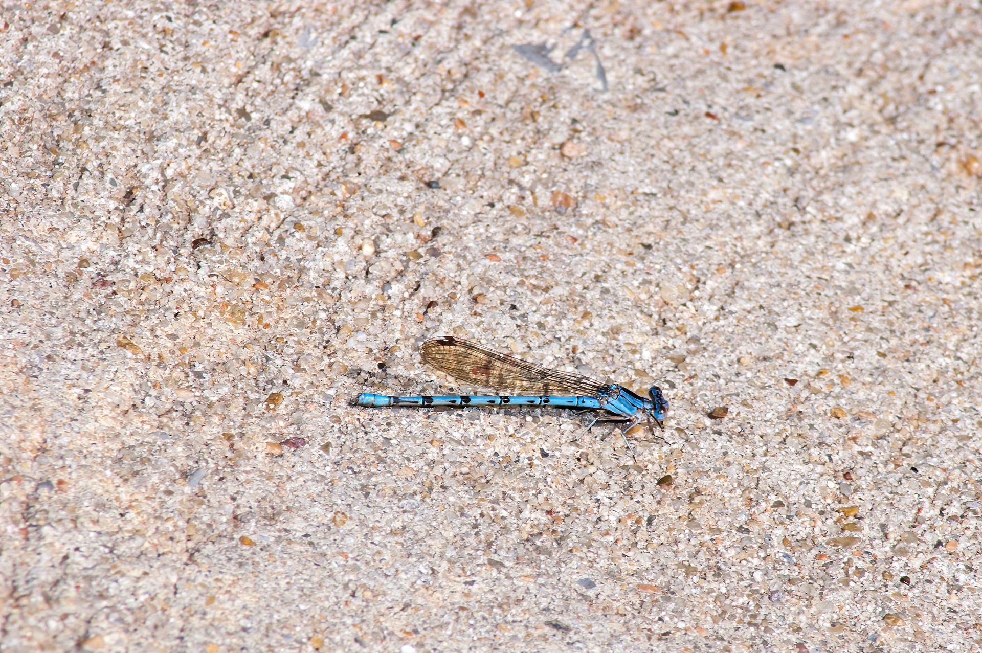 Springwater Dancer  (Argia plana)