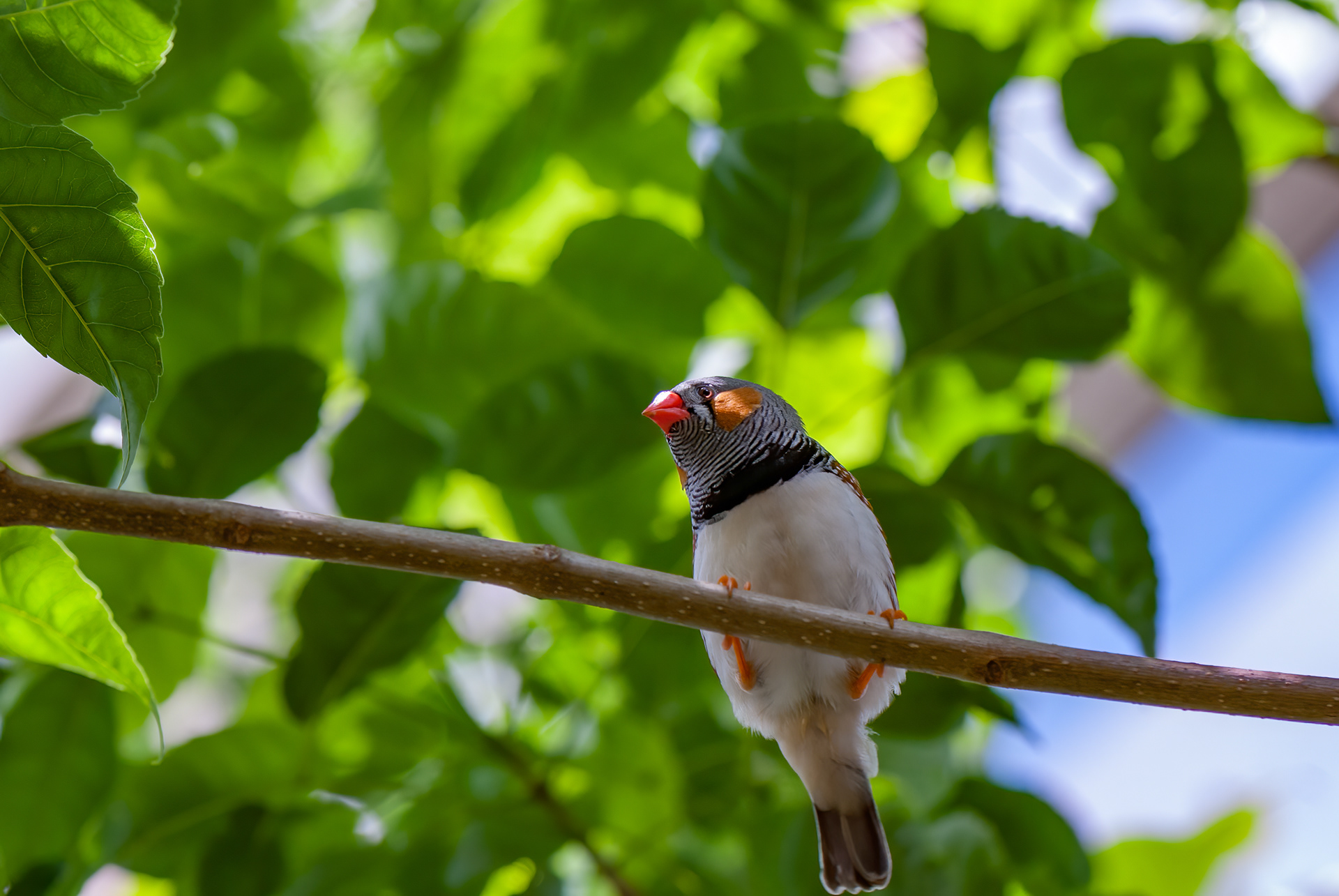 Zebra Finch